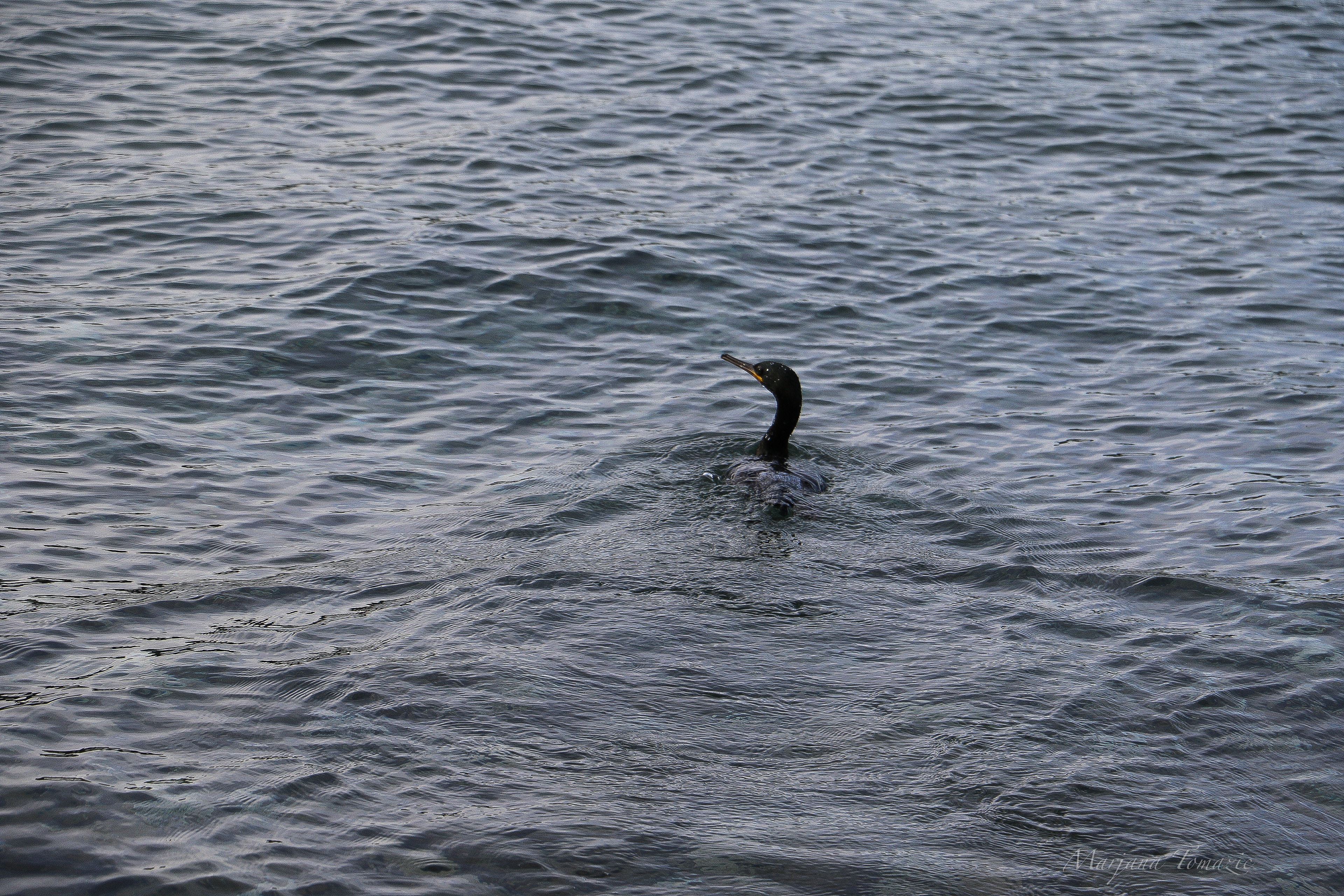 Mediterranean Shag (Gulosus aristotelis desmarestii)
