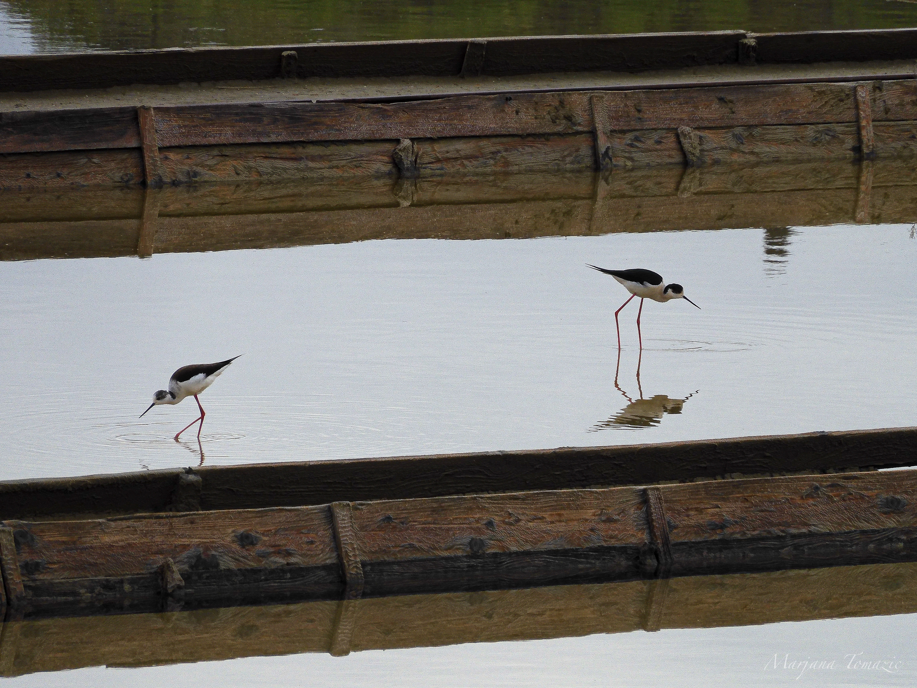 Black-winged stilts (Himantopus himantopus)