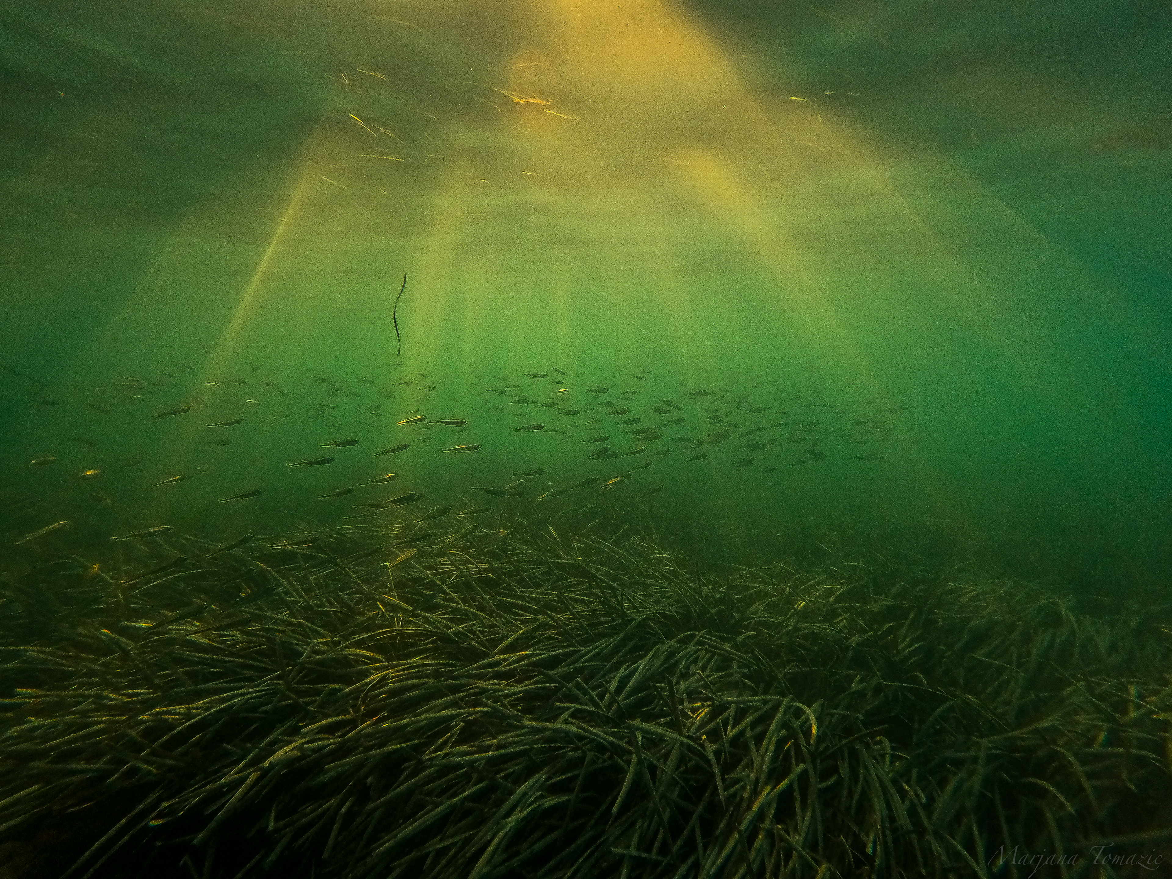 Little neptune grass meadows (Cymodocea nodosa)