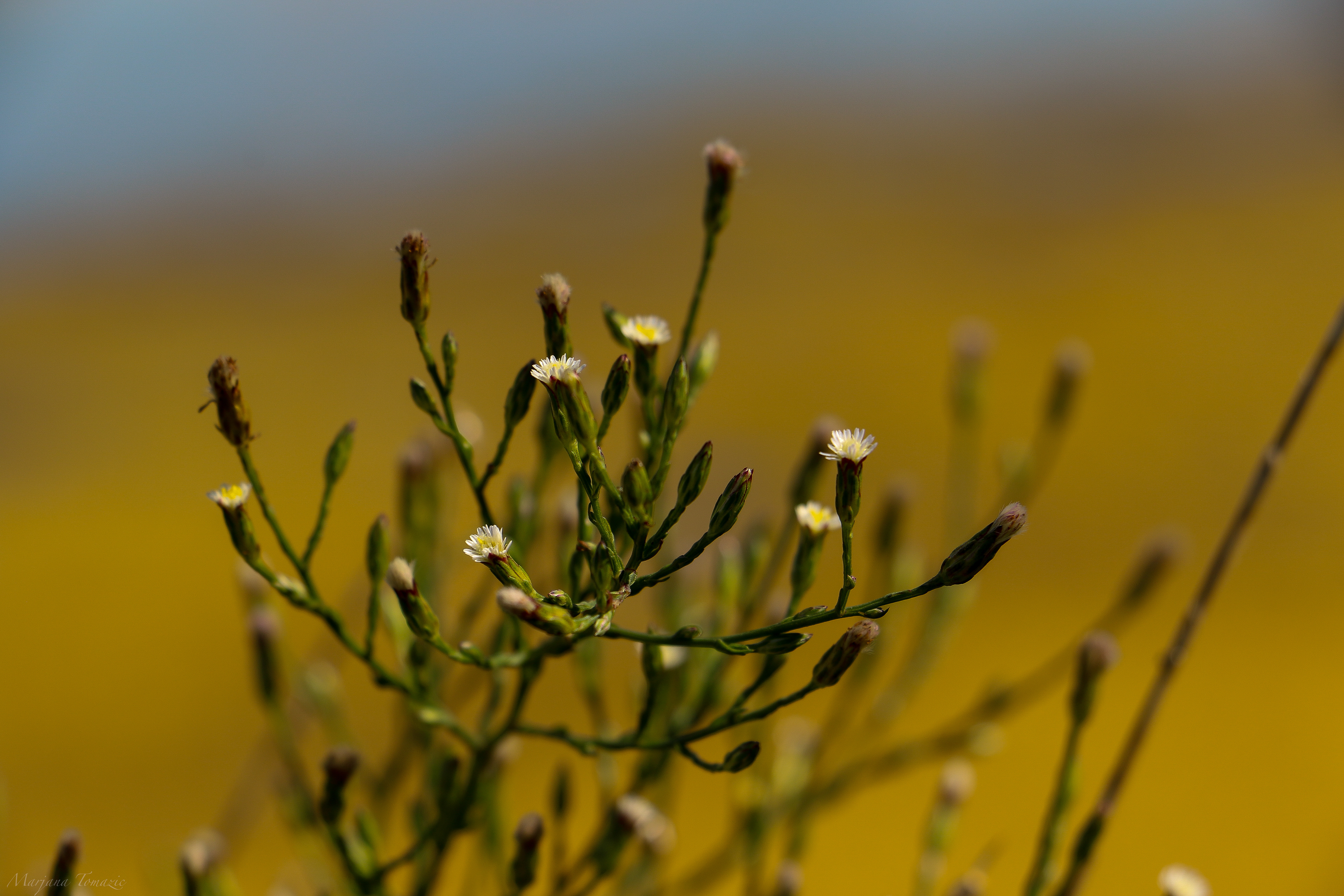 Saltmarsh aster (Aster squamatus)