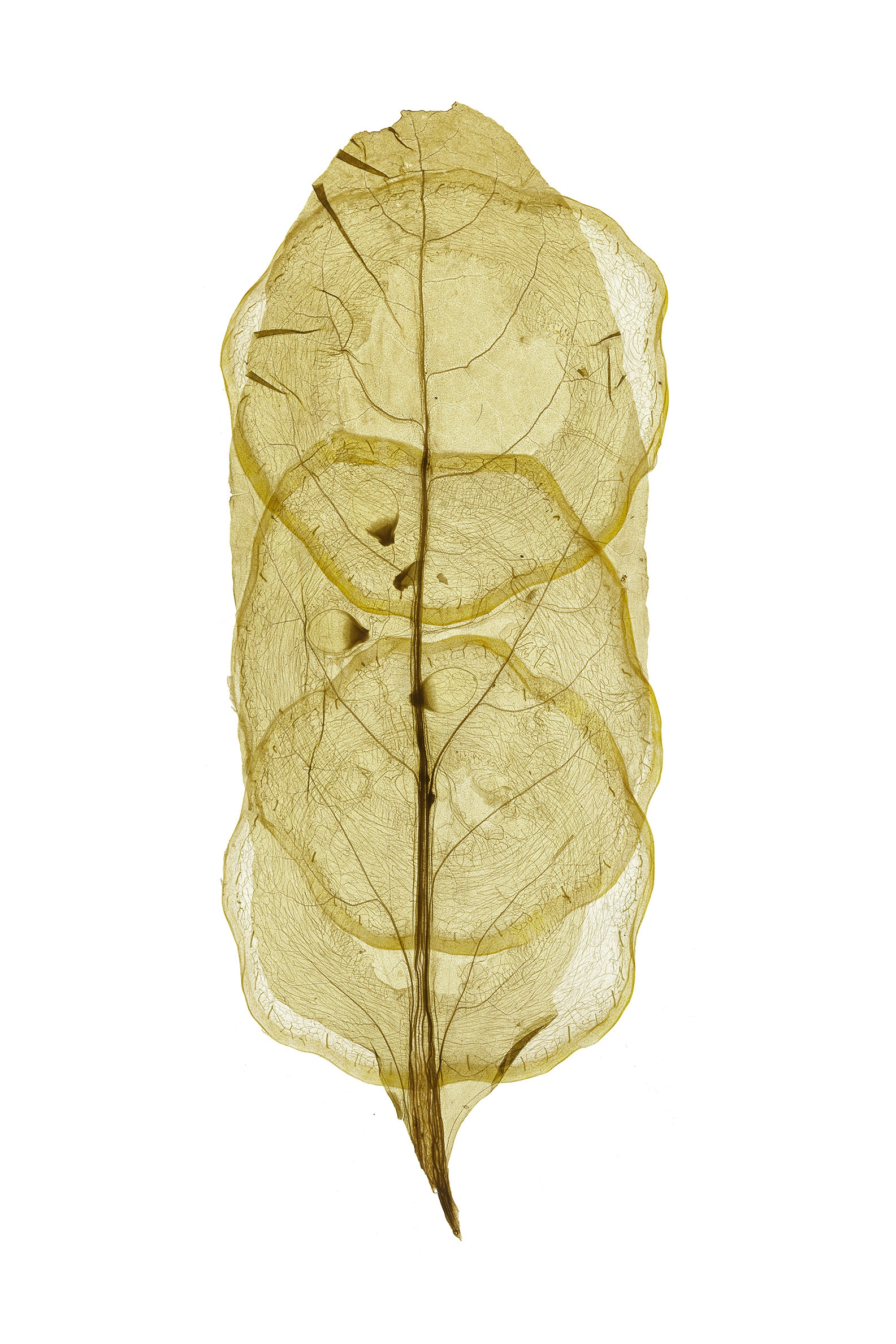 Hybrid #13