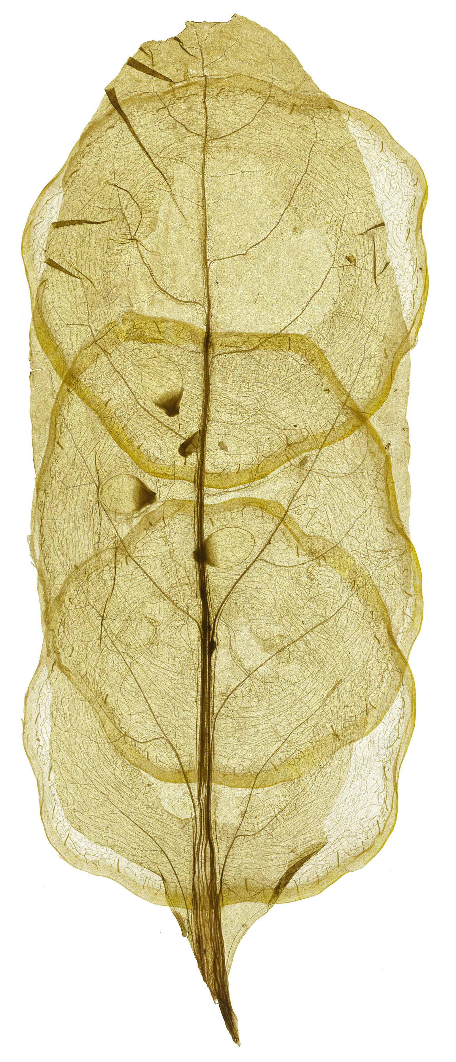Hybrid #13: 15"x22' or 18"x27"