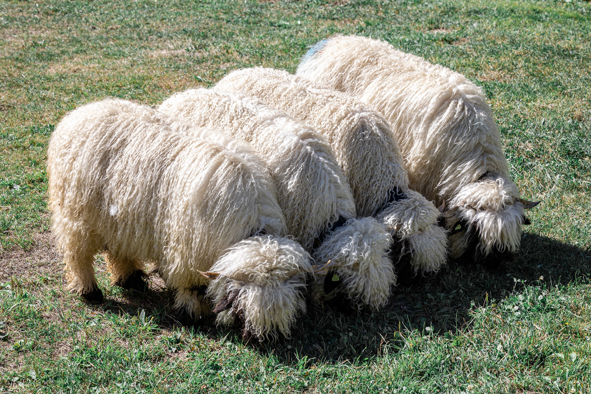 Valais blacknose sheep at Zermatt, Switzerland