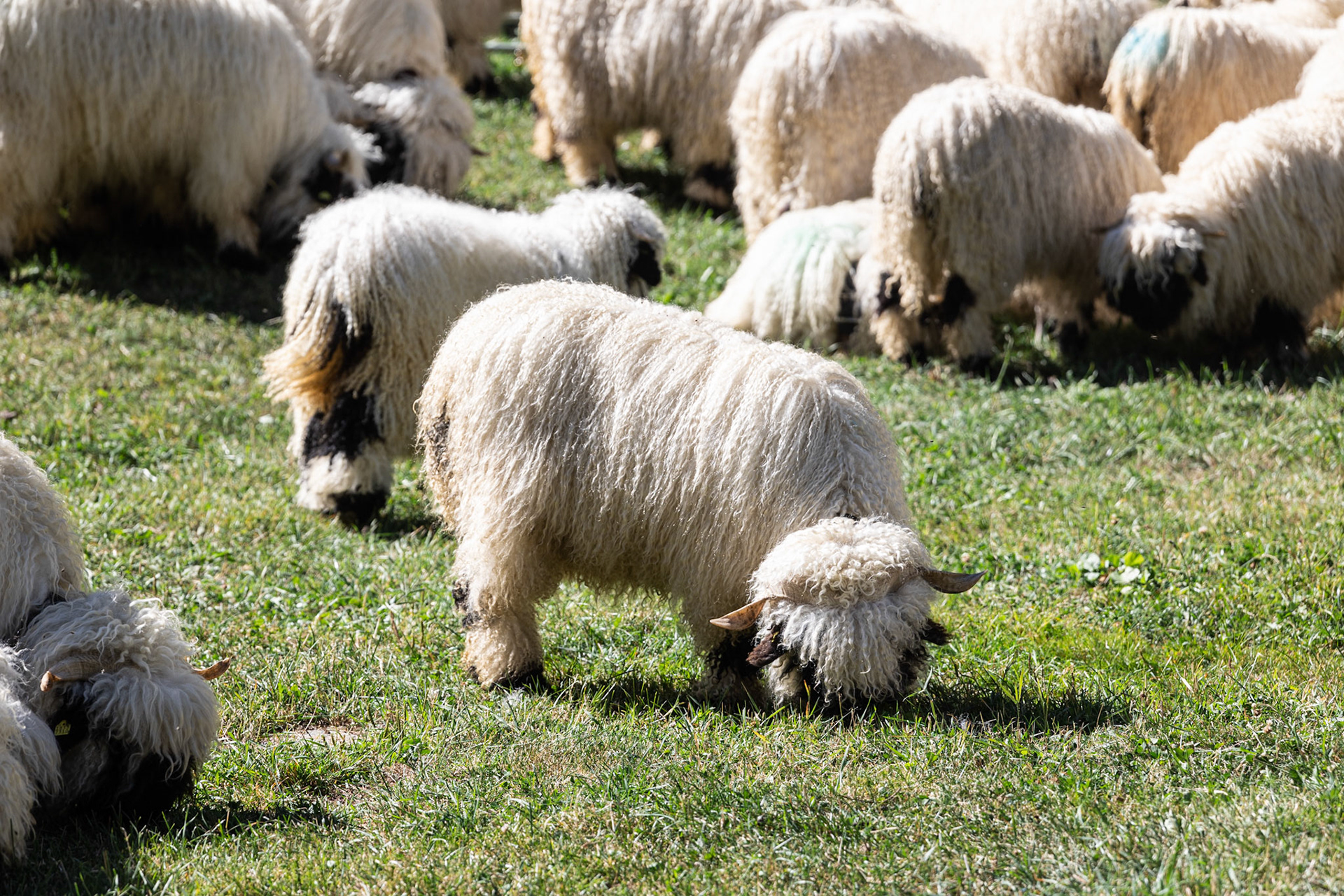Valais blacknose sheep at Zermatt, Switzerland