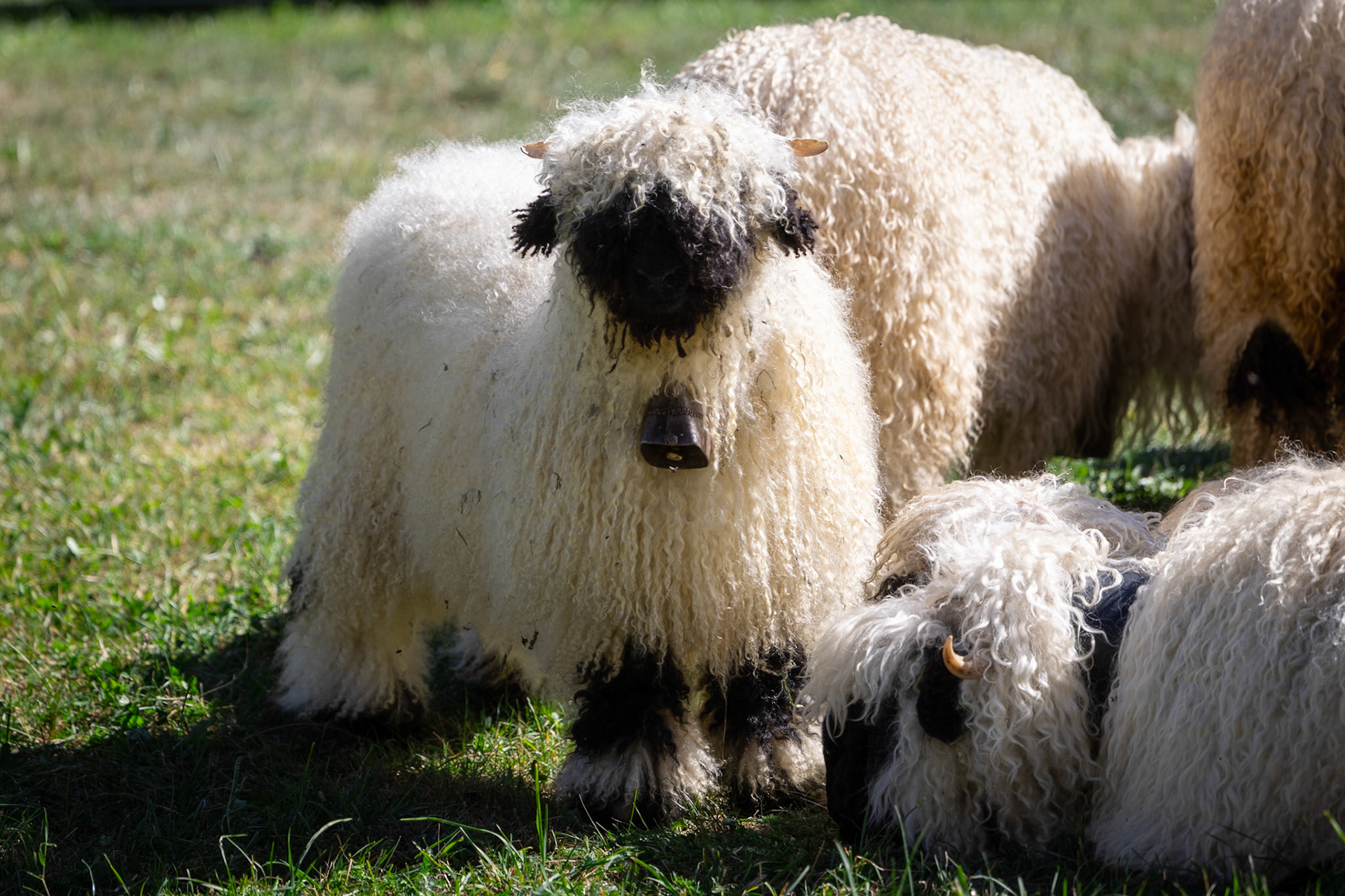 Valais blacknose sheep at Zermatt, Switzerland
