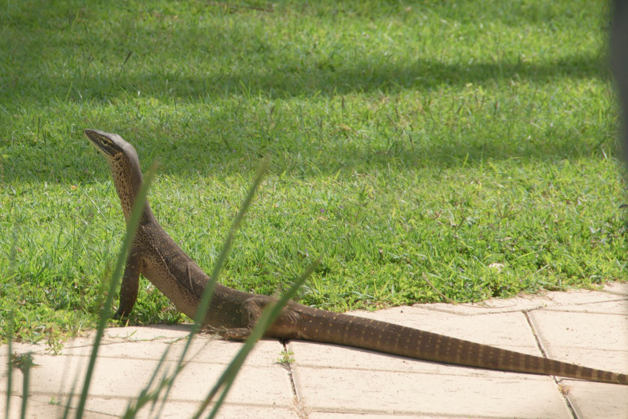 Lizard Island 2010