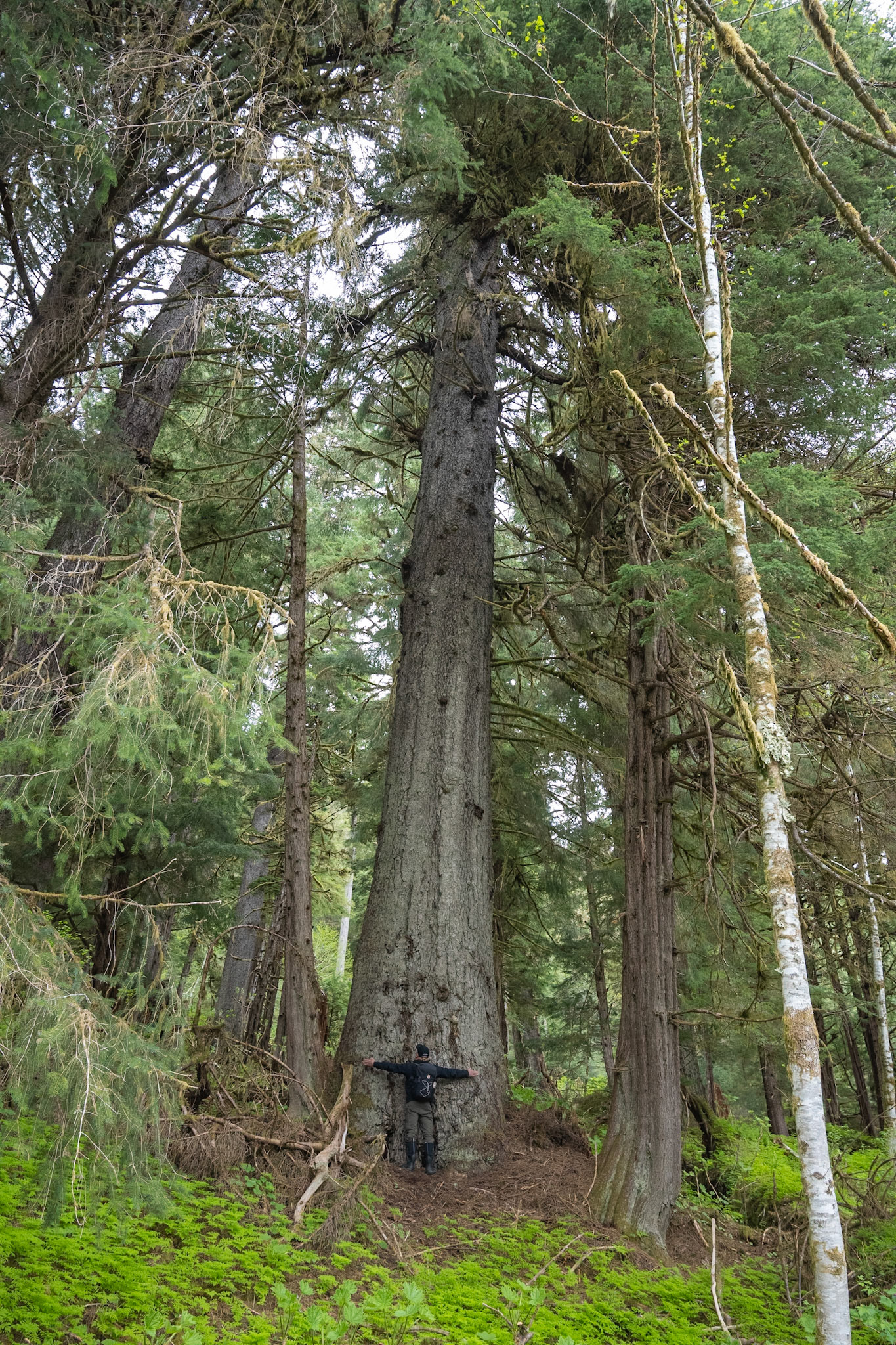 Along the logging road in Sitkoh Bay