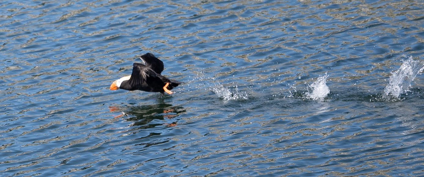 One of the many Puffins