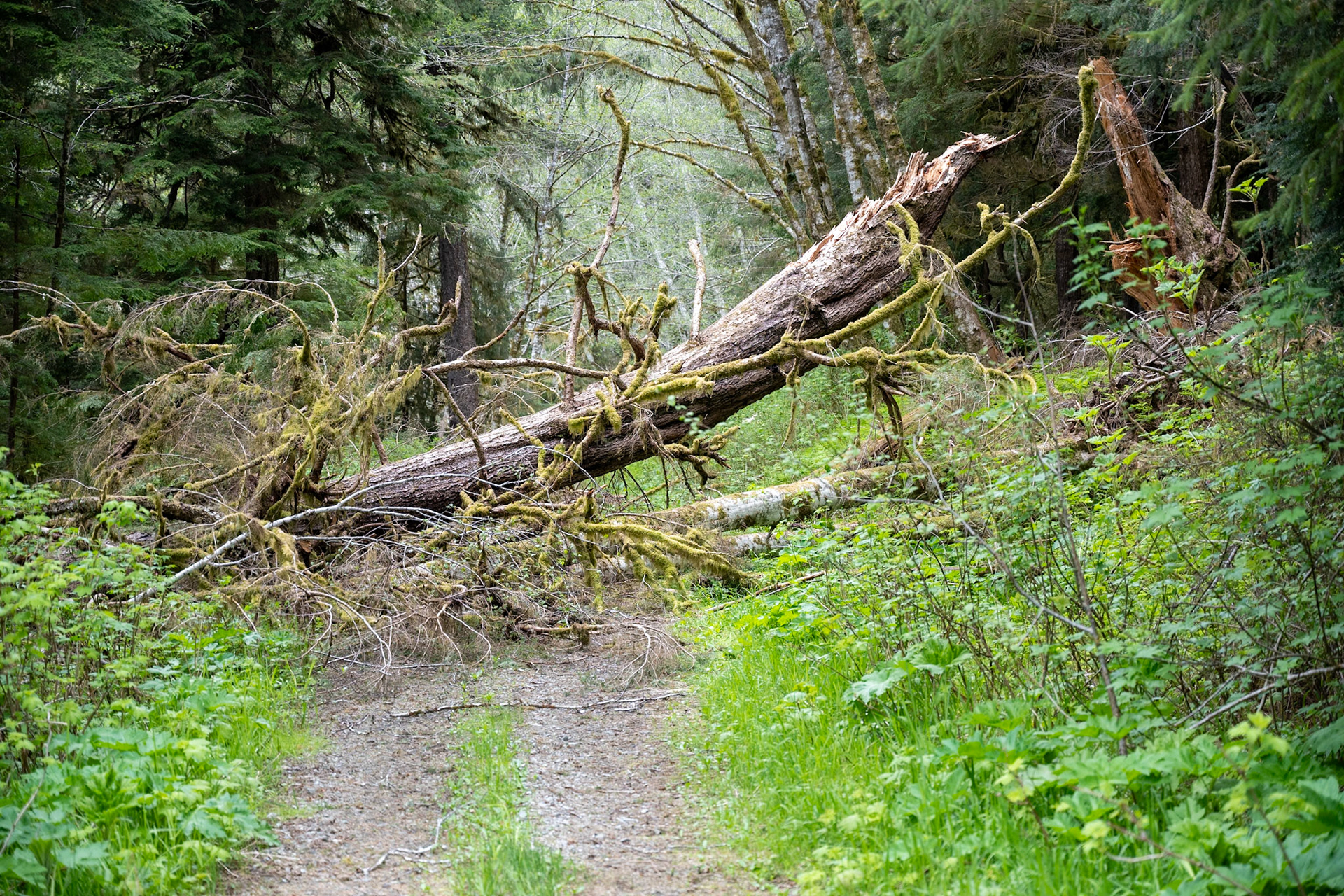 Old logging road in Sitkoh Bay