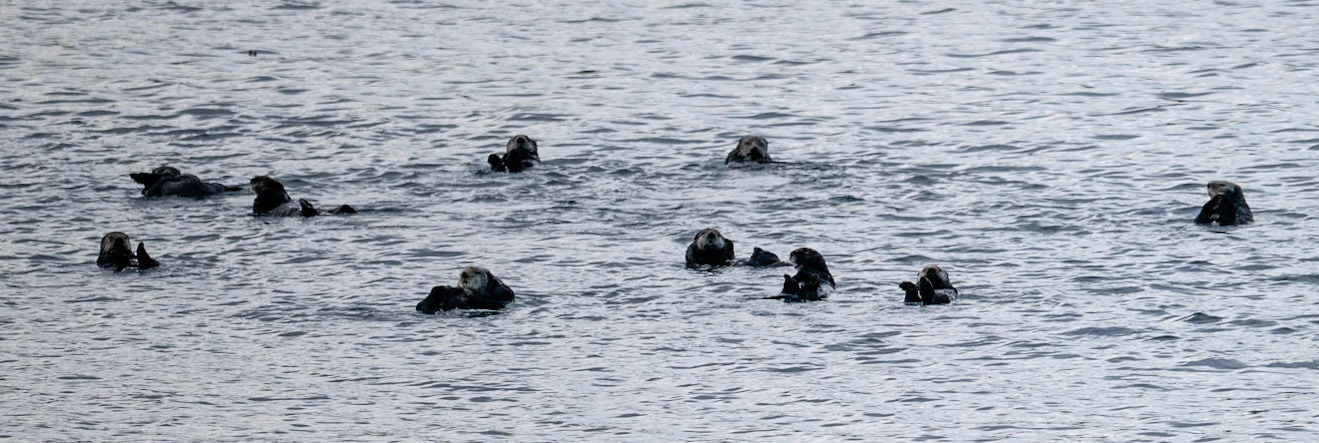 Frolicking Sea Otters