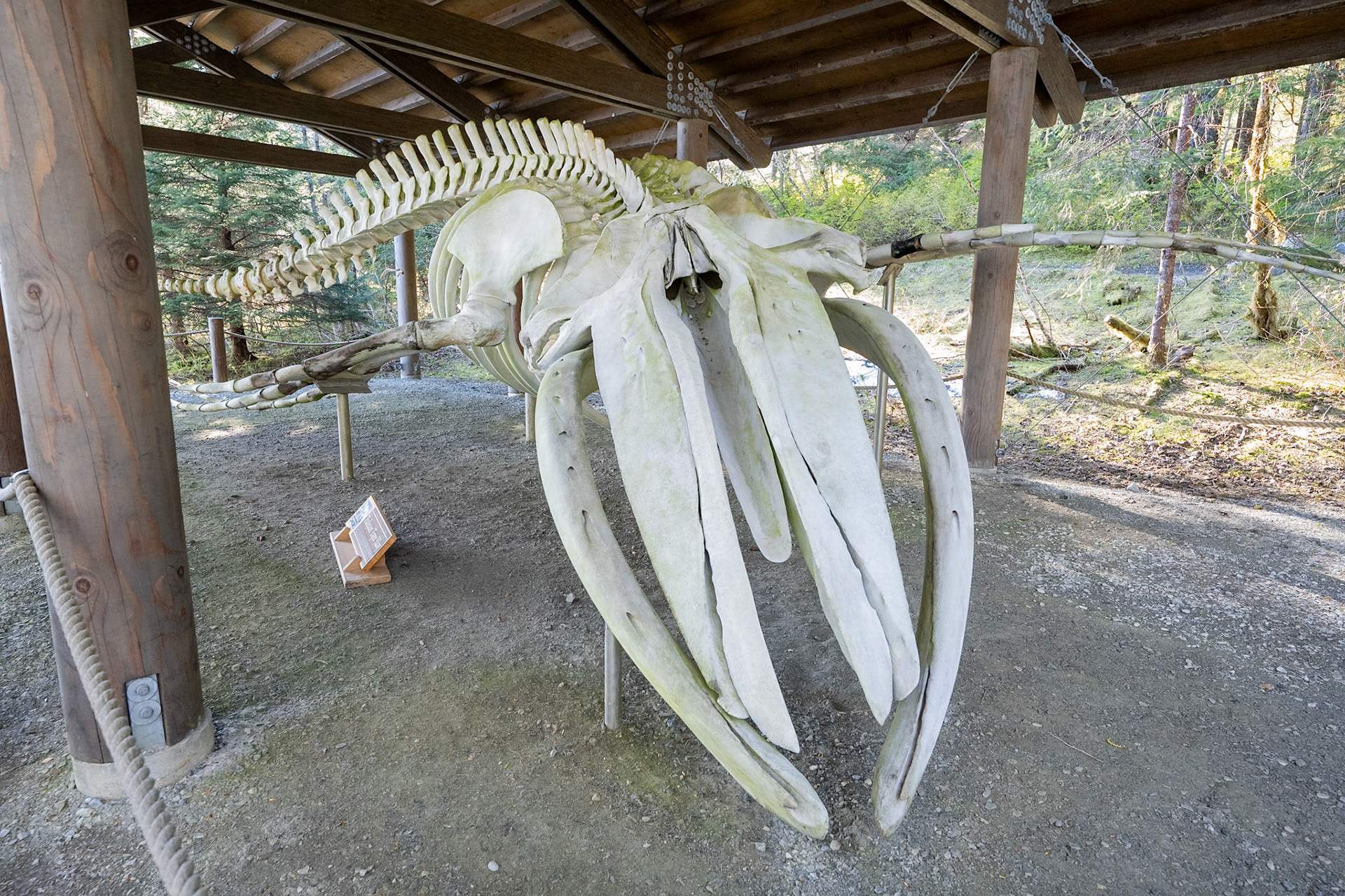 Humpback whale skeleton