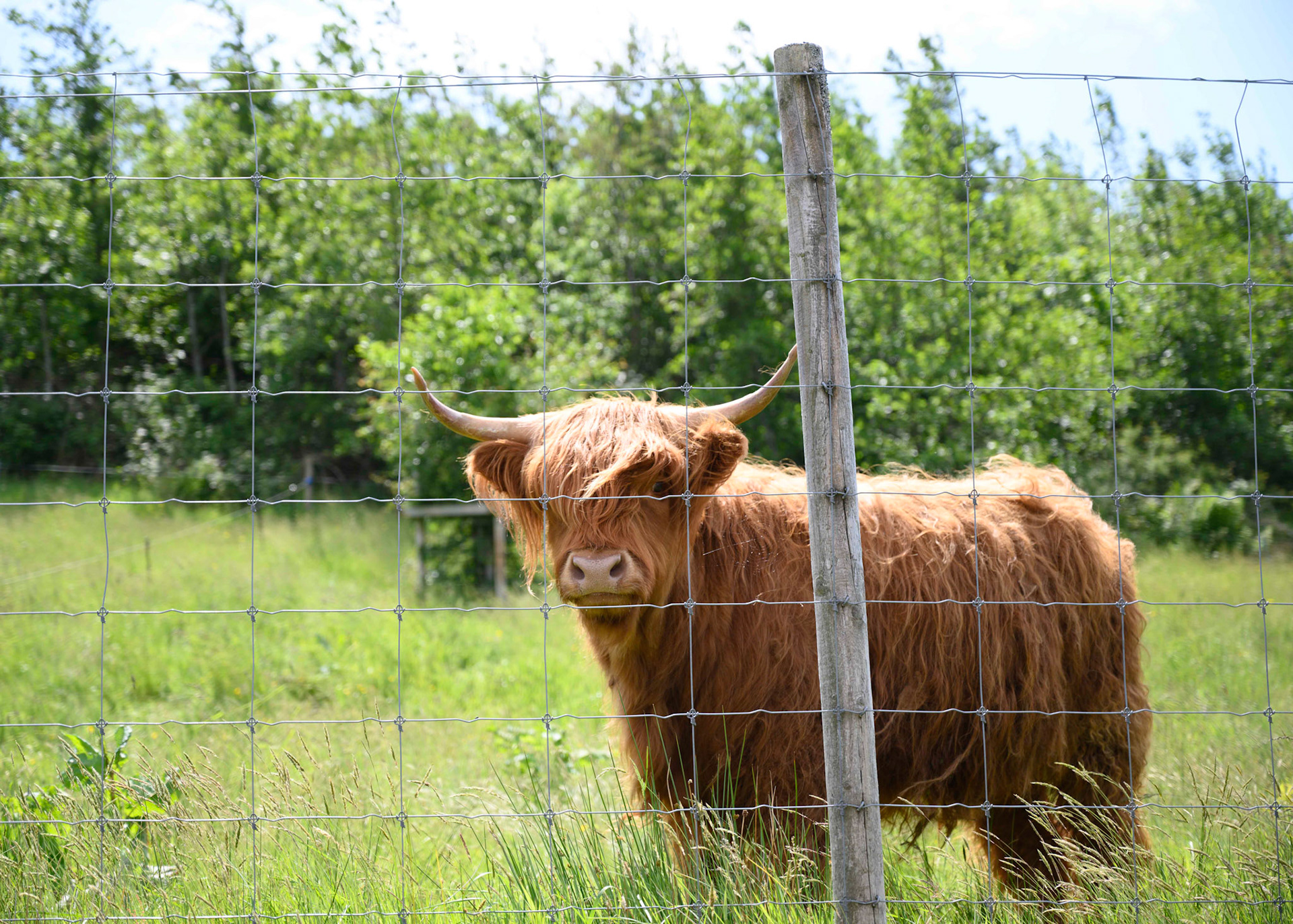 A Highland Cow (Heelan Coo)