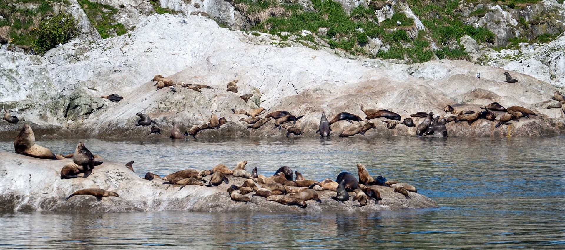 Sea Lions along Glacier Bay