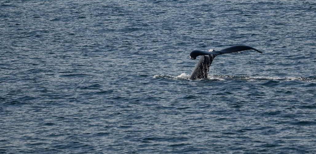 The amazing Humpbacks in Stephen's Passage