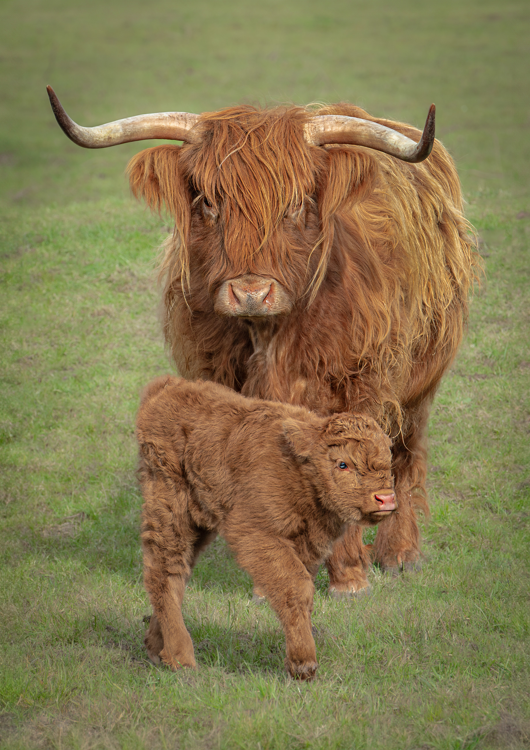 Highland 4