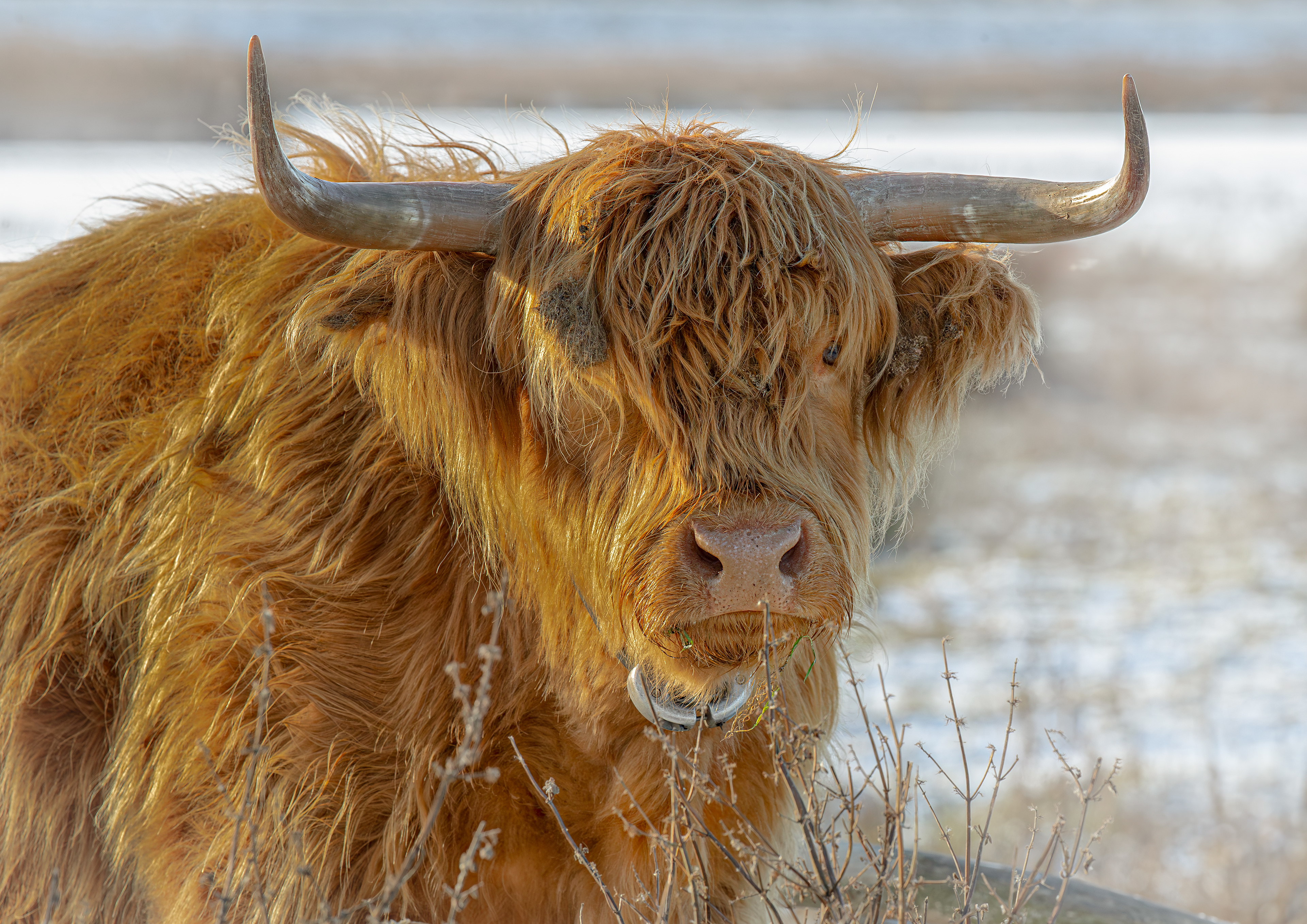 Highland 9