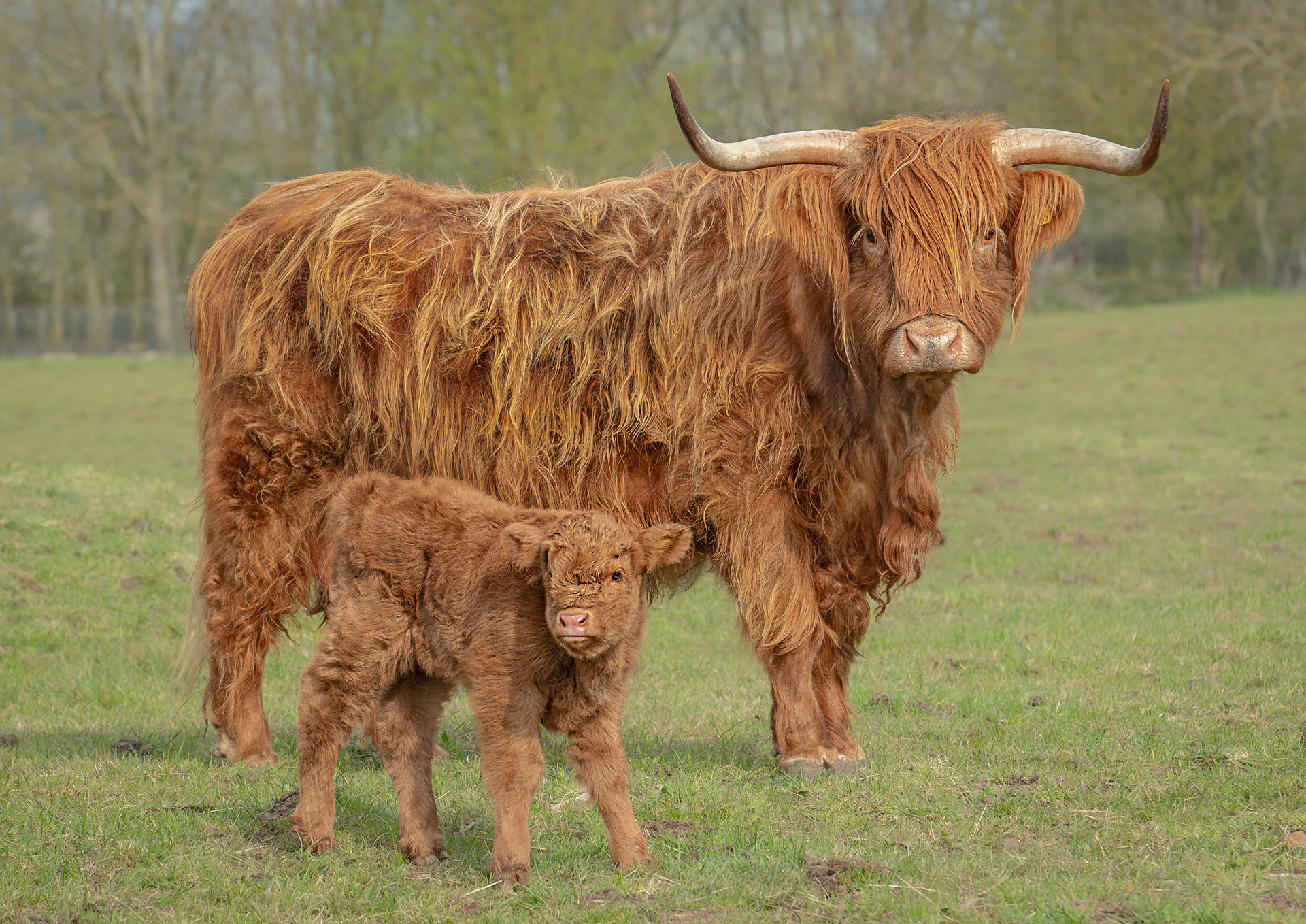 Highland 1