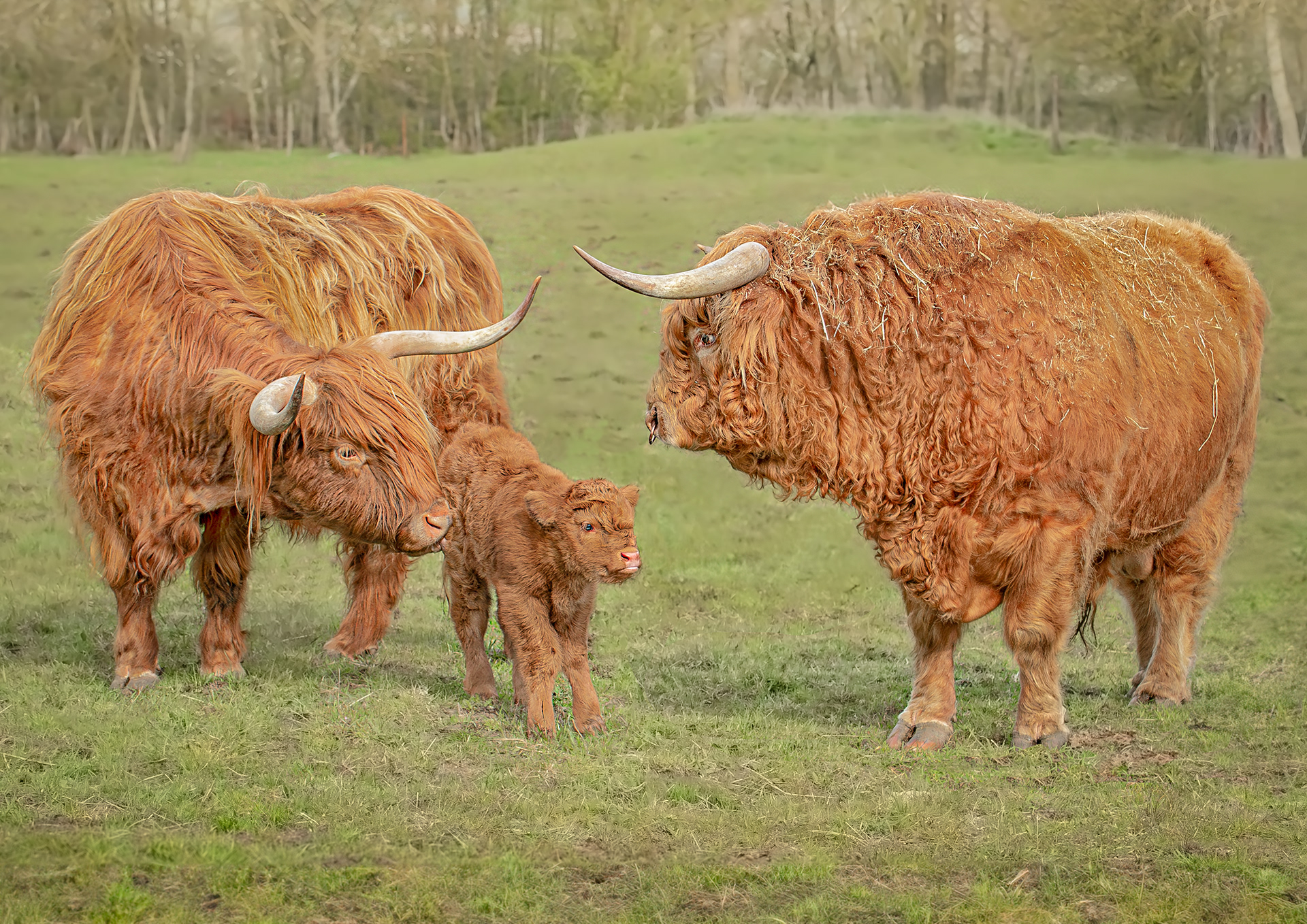 Highland 2