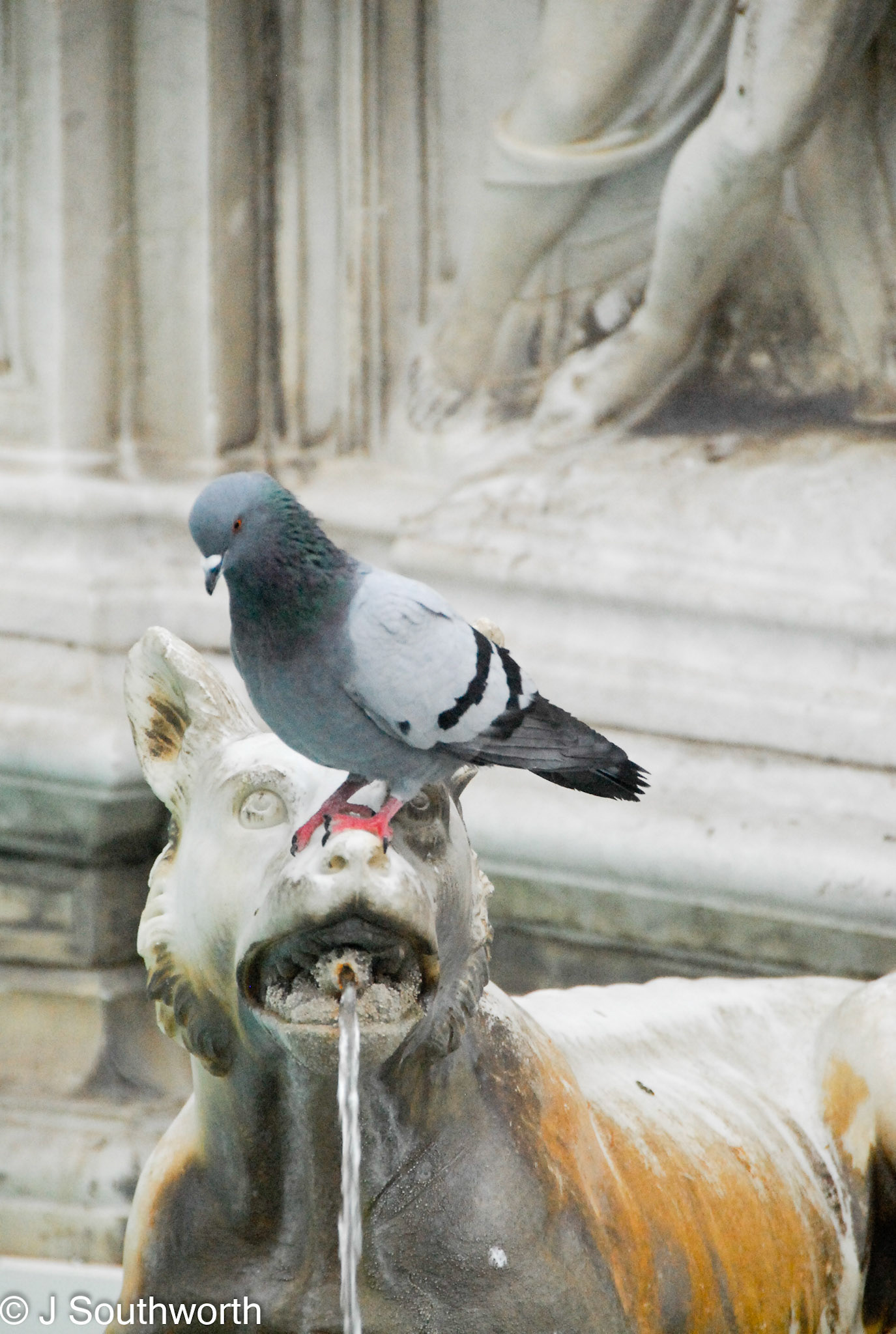 Siena