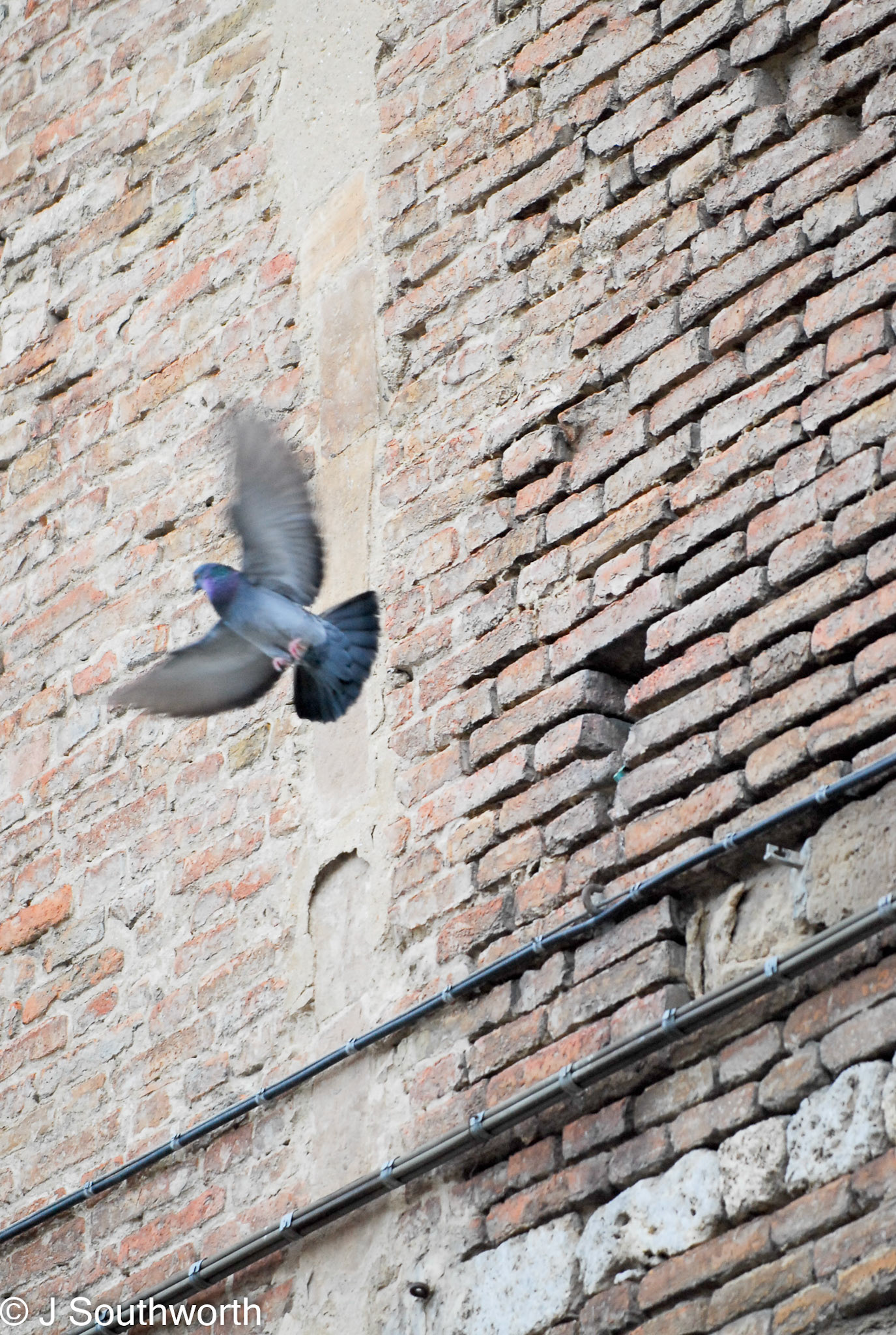 Siena