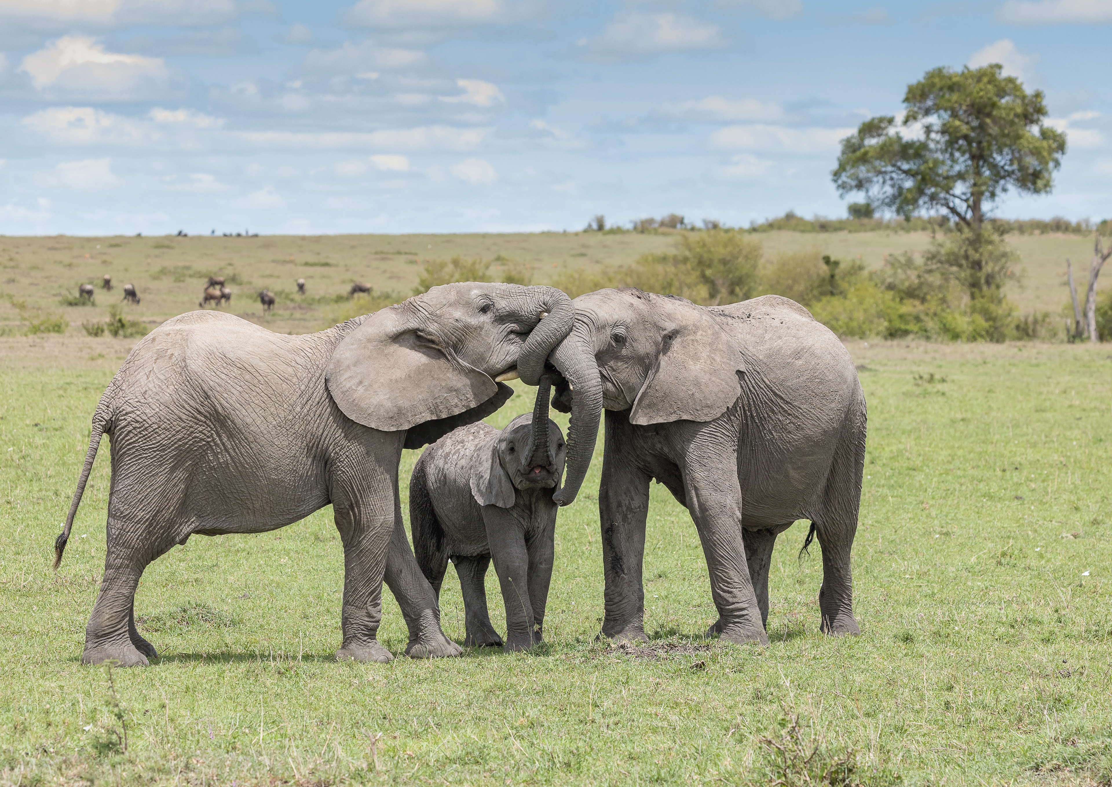 Juvenile Elephants at Play - Maasai Mara, Kenya