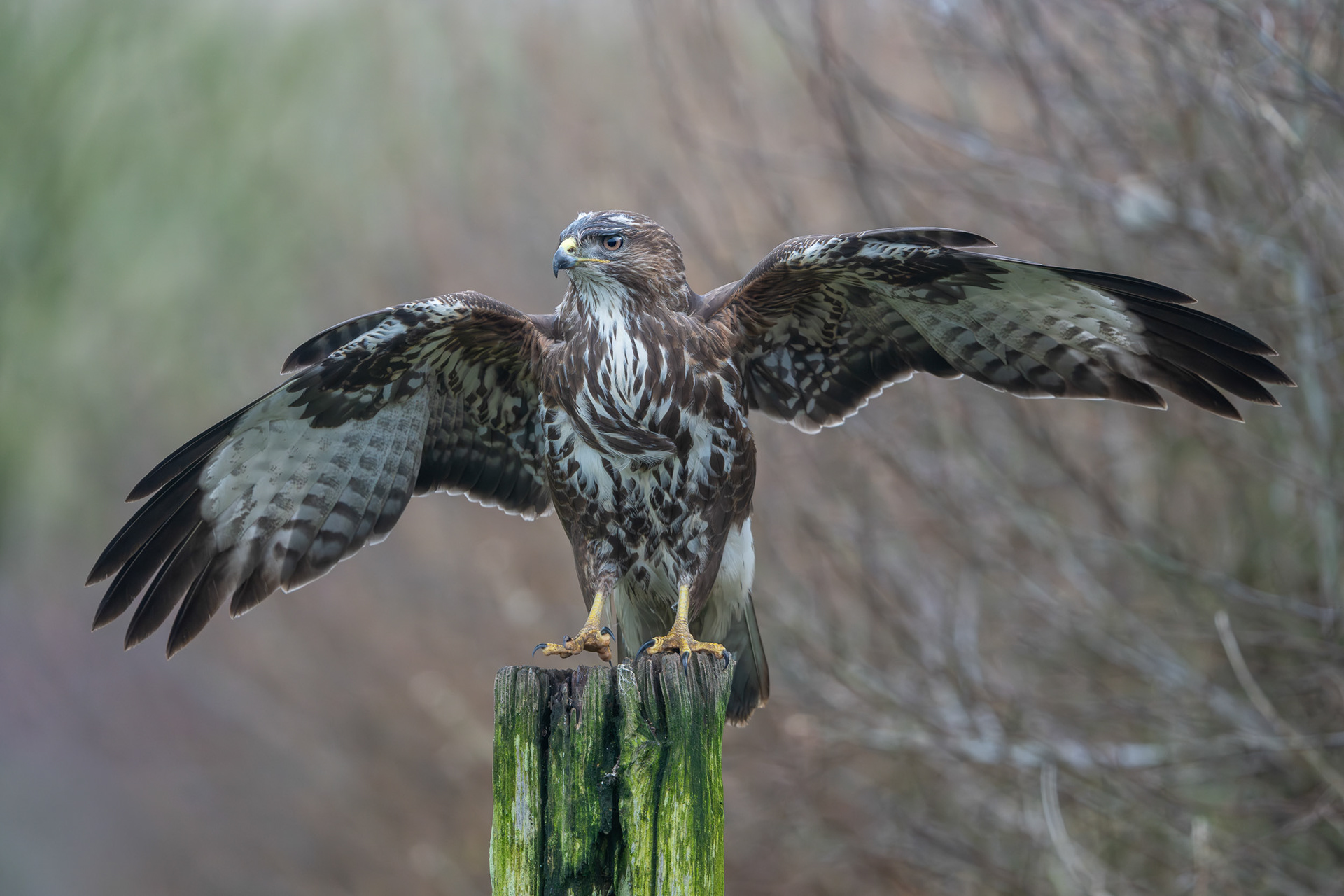 Common Buzzard, Avebury, Wiltshire