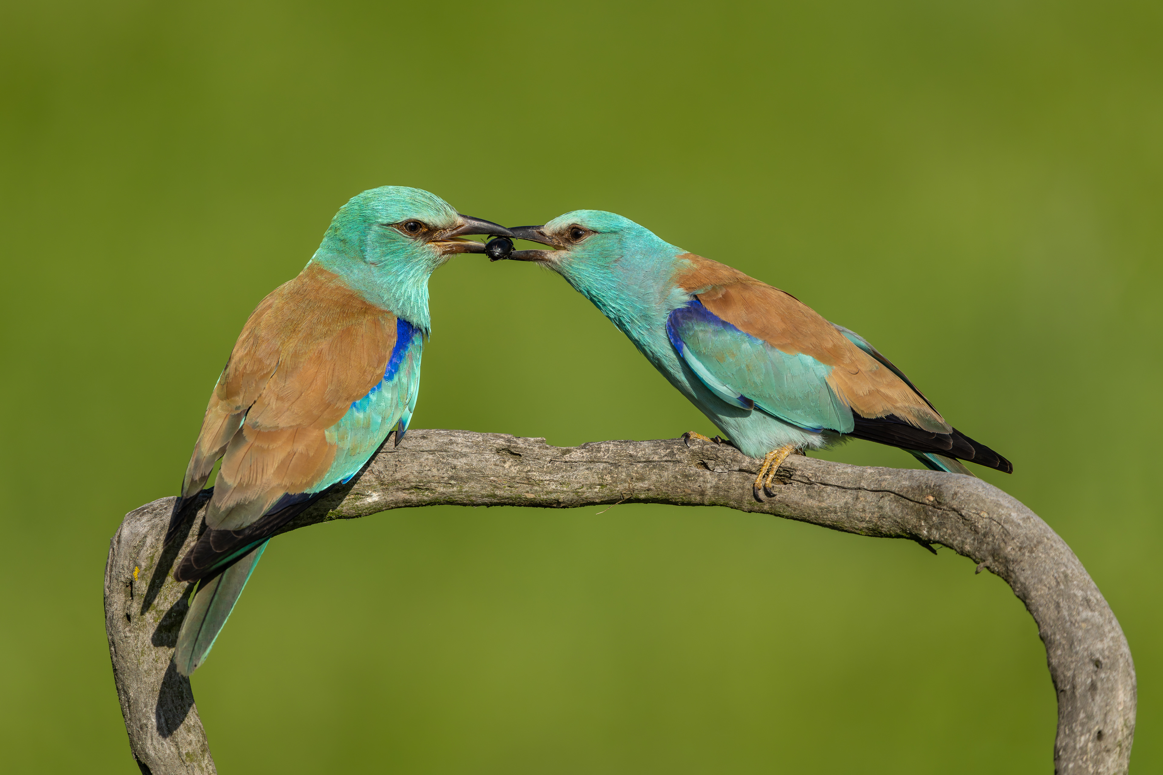 European Rollers Food Pass - Dimitrovgrad, Bulgaria