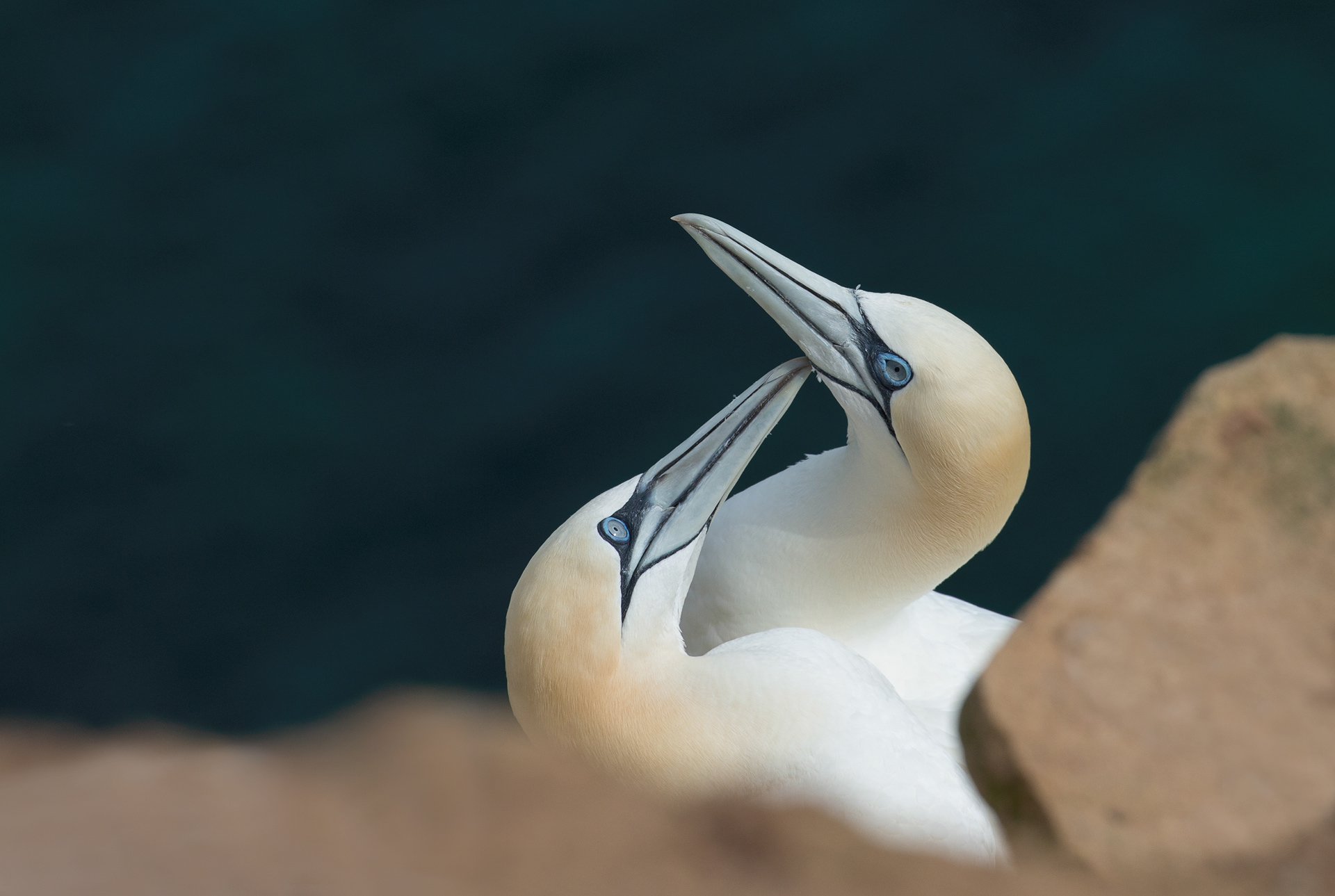 Northern Gannets - Bempton Cliffs, Yorkshire