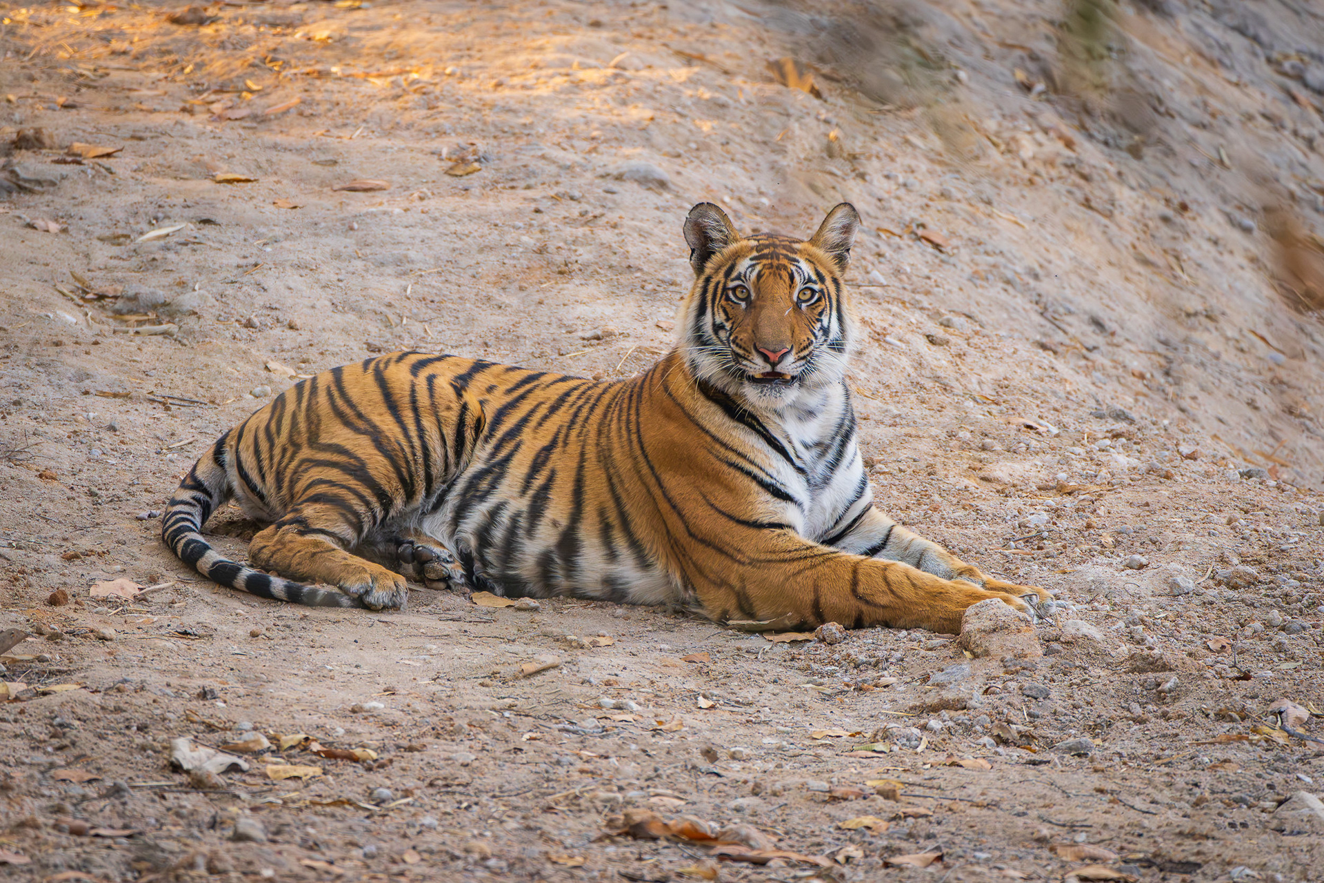 Female Tiger - Bandhavgarh, India