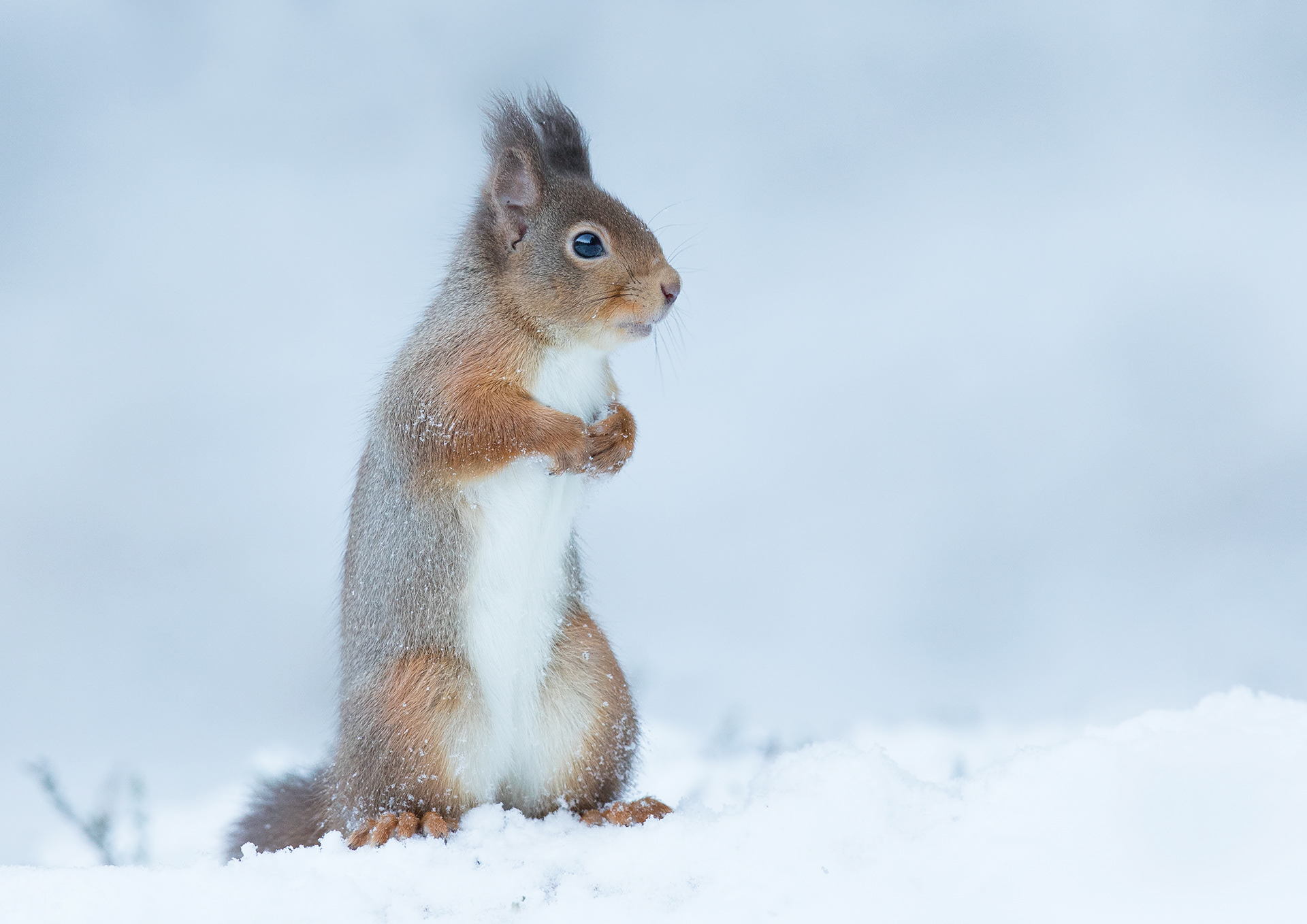 Red Squirrel - Cairngorms