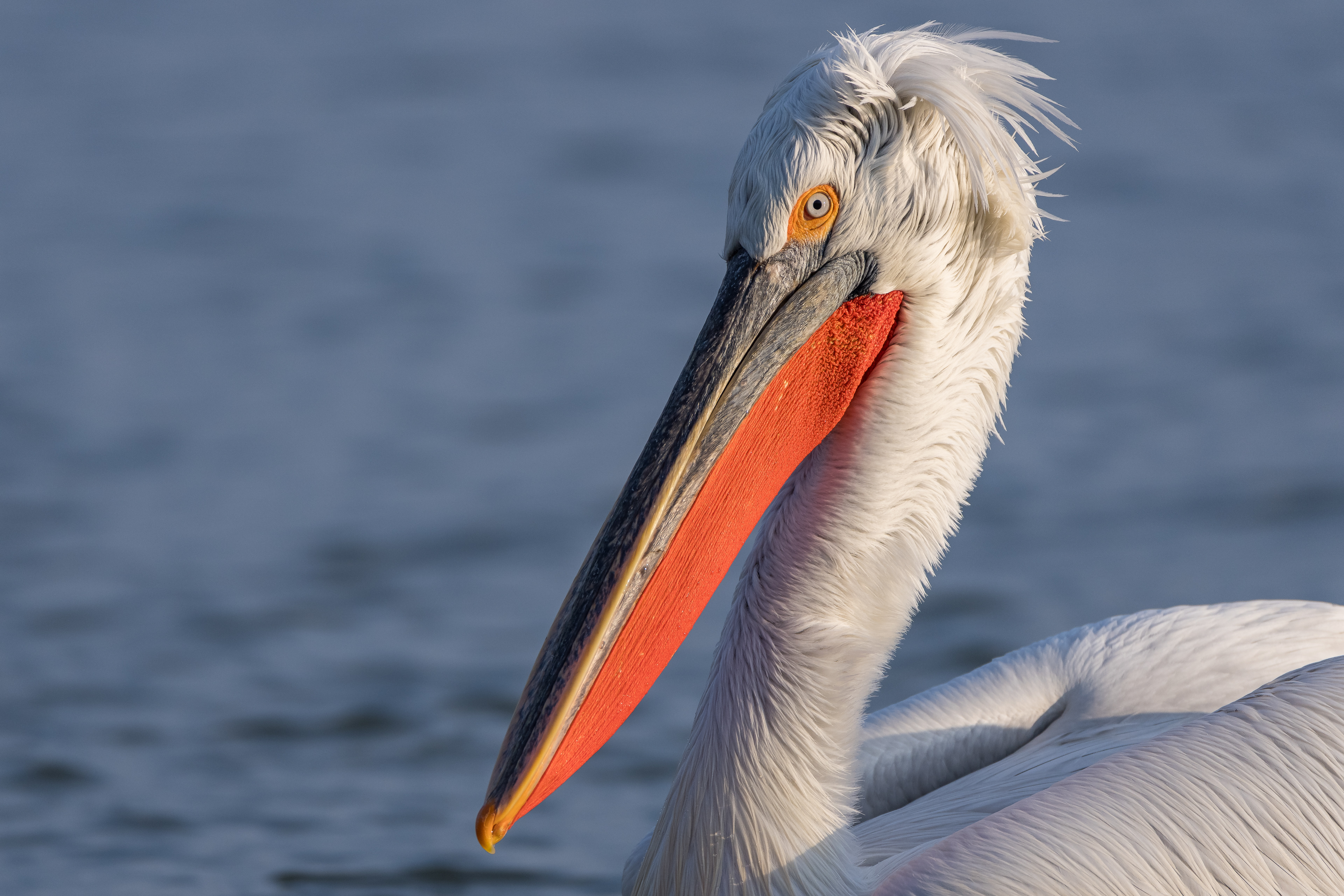 Dalmatian Pelican - Lake Kerkini, Greece