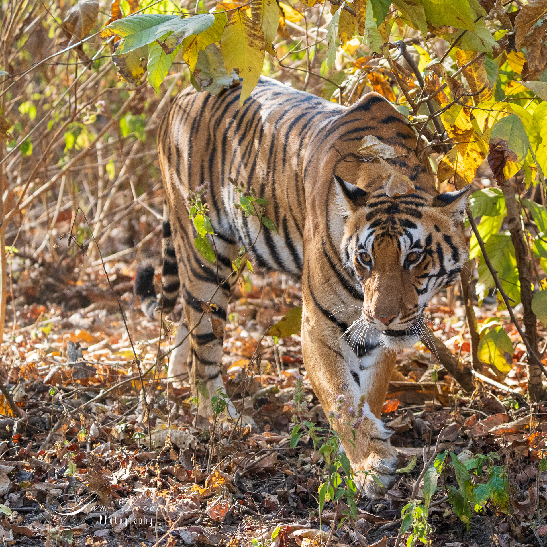 Female Tiger DJ9 - Kanha National Reserve, India