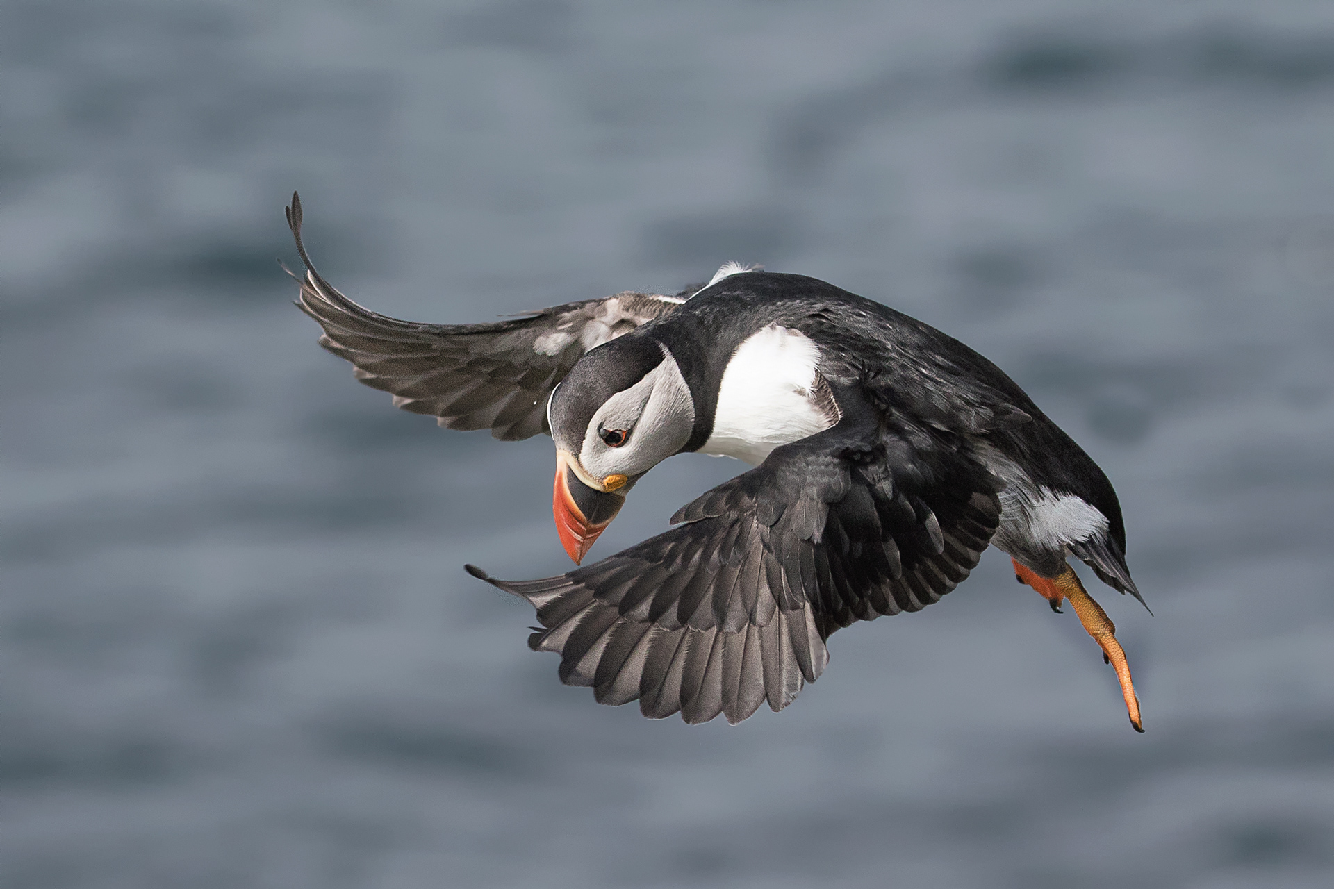 Puffin Flying 2 - Lunga Island