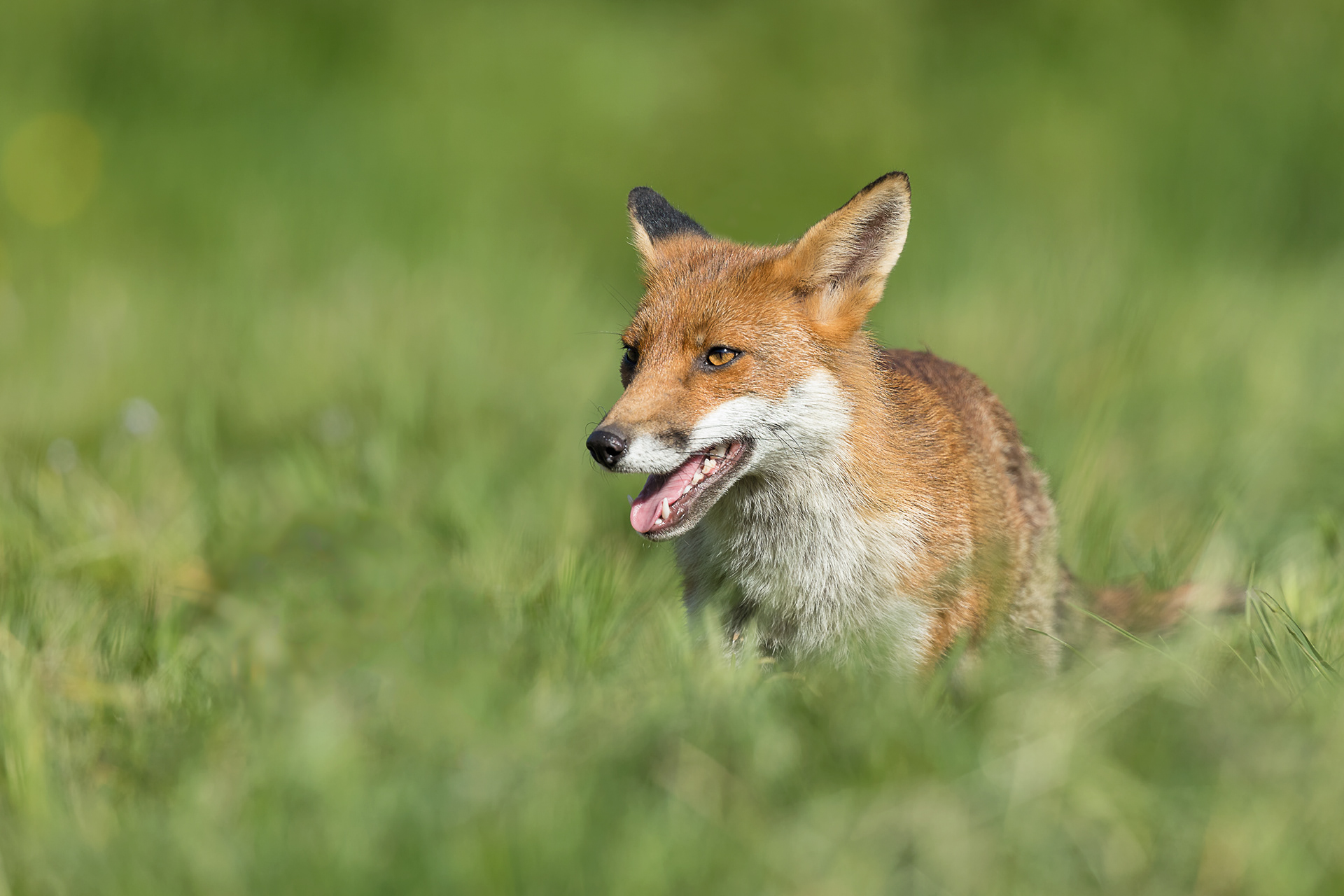 Red Fox - Iver, Buckinghamshire