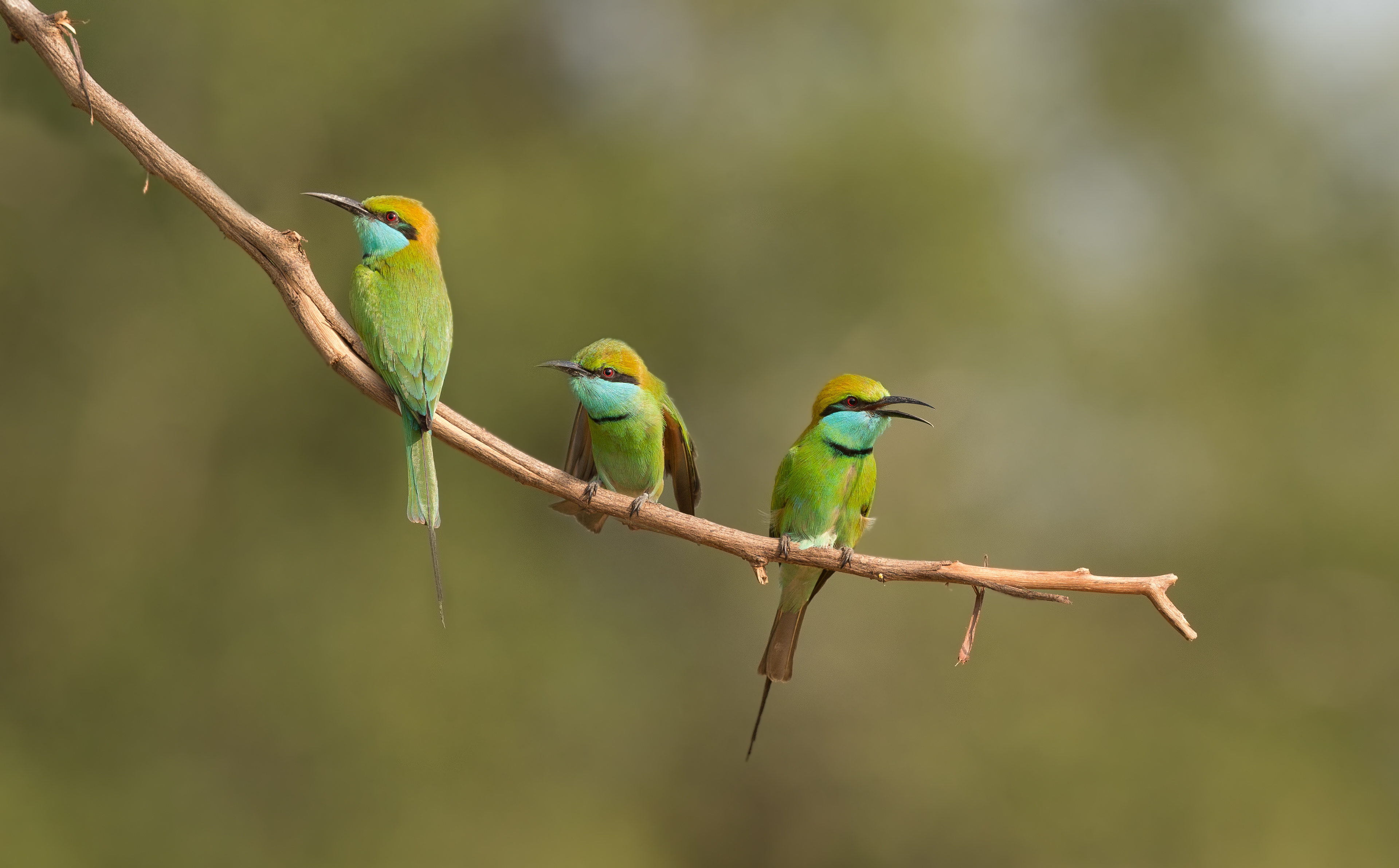 Green Bee-eaters - Wasgamuwa, Sri Lanka