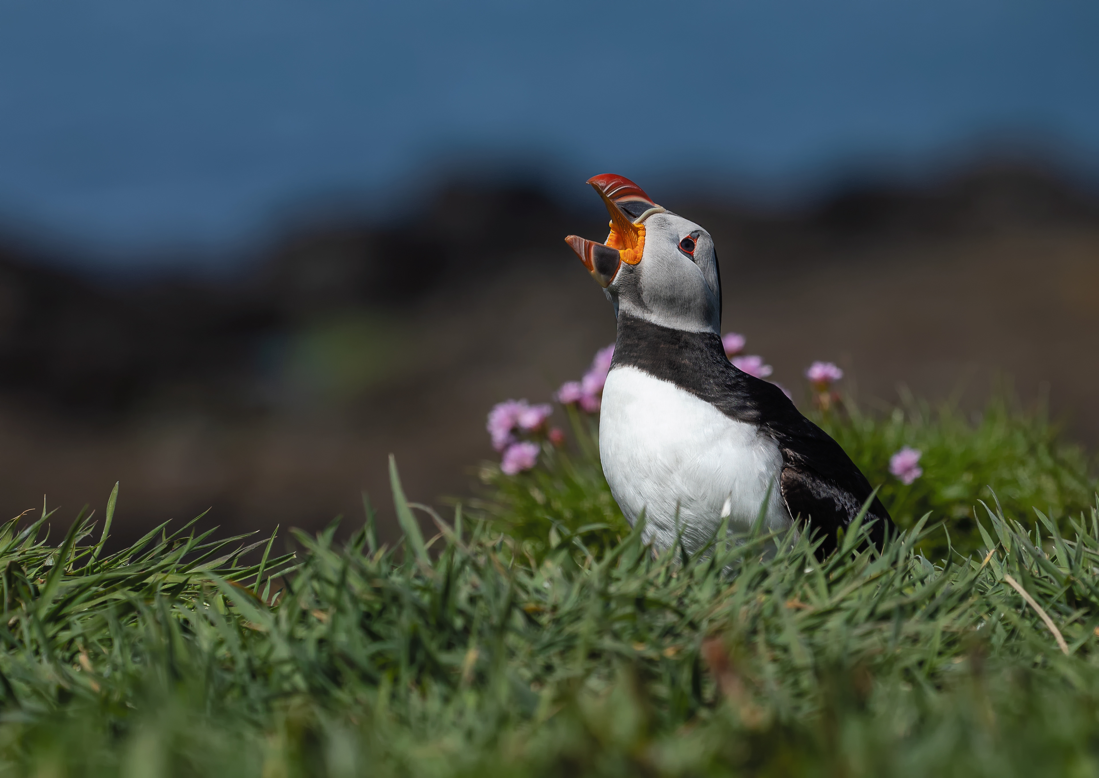 Puffin Calling - Lunga Island