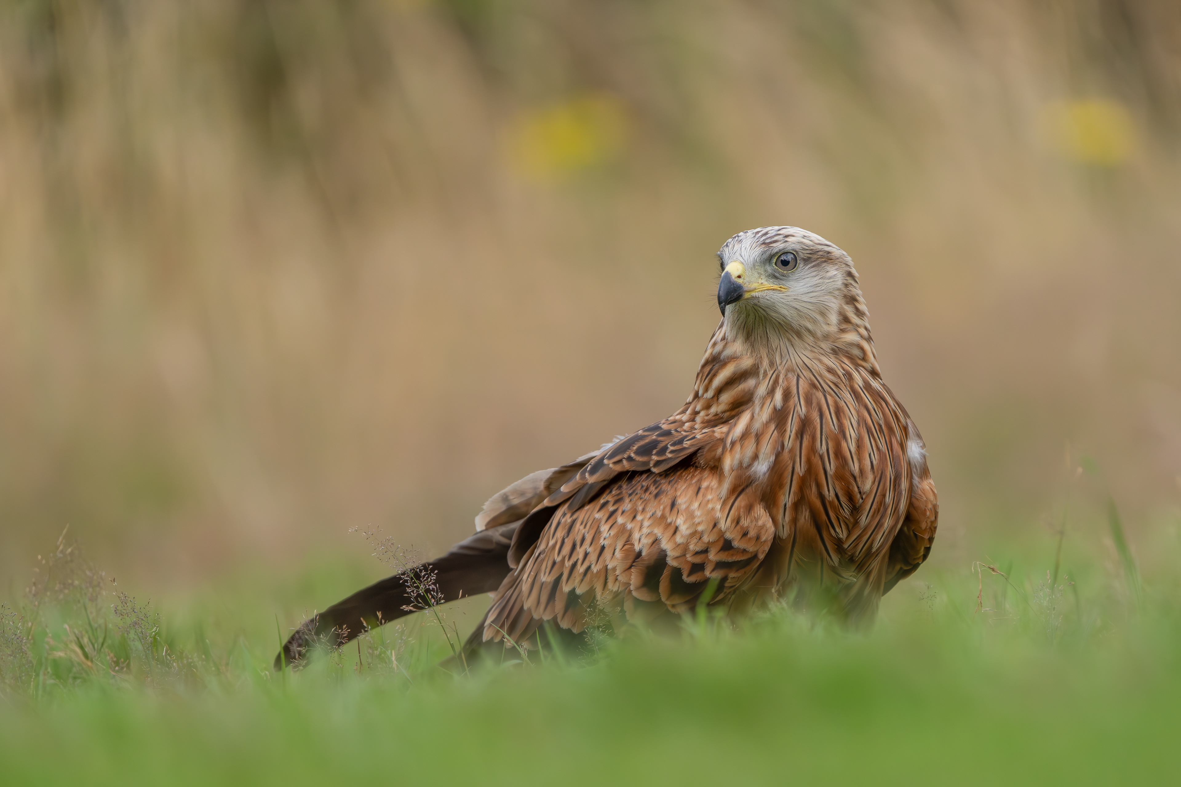 Red Kite - Iver, Buckinghamshire