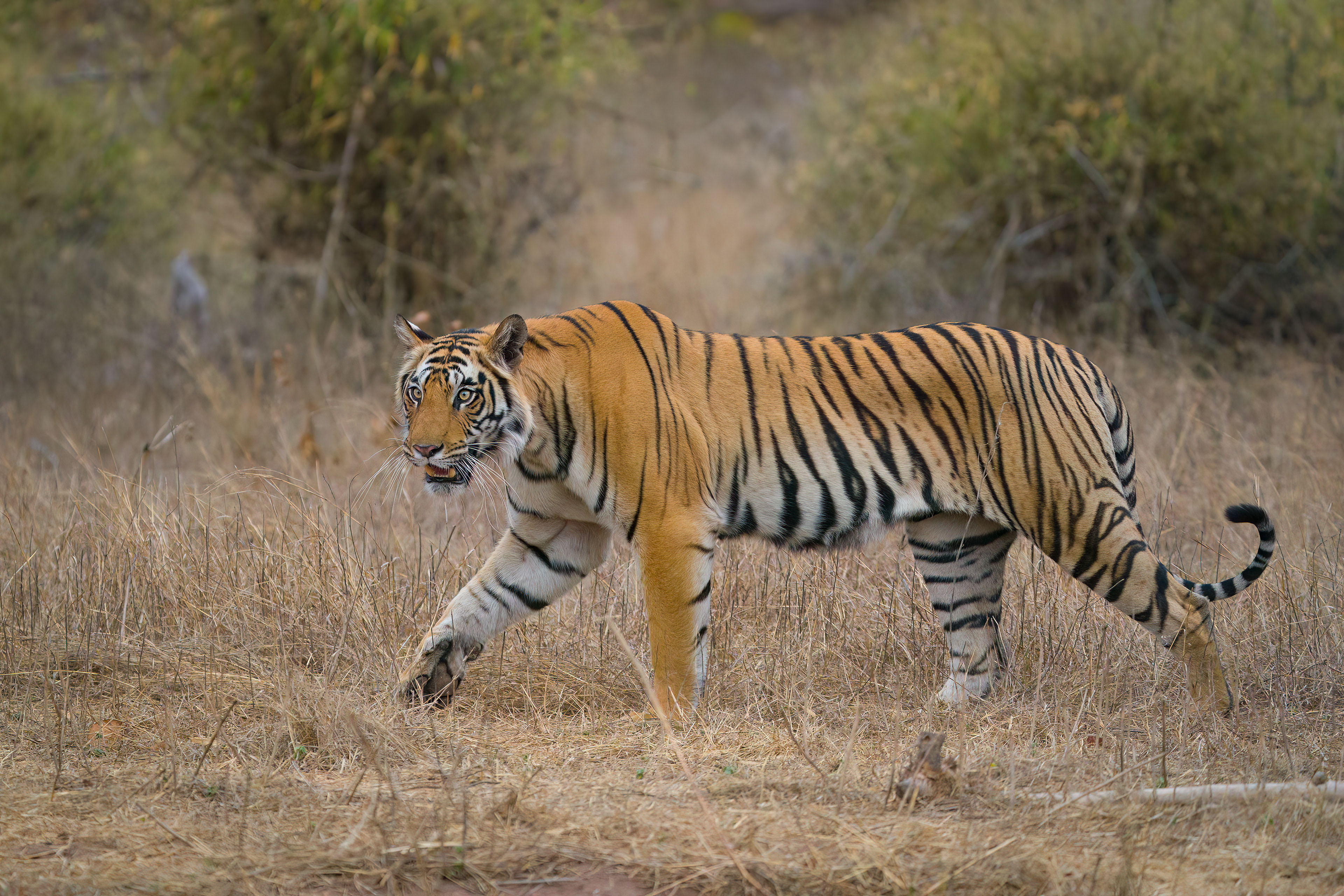 Bengal Tiger - Bandhavgarh, India