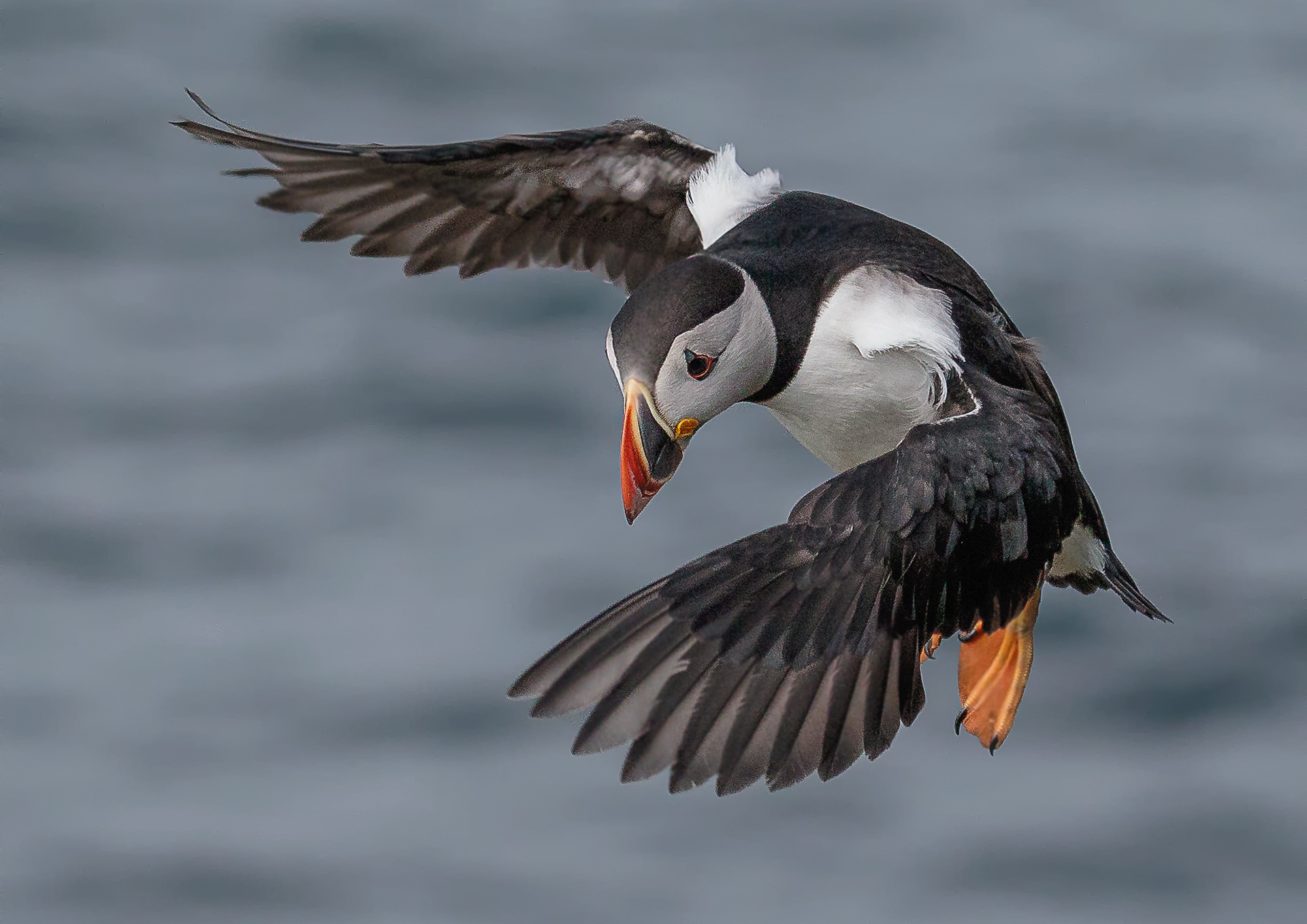 Puffin Flying - Lunga Island