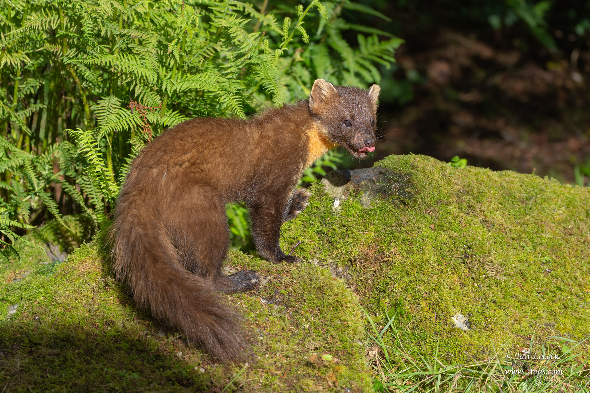 Pine Marten - Ardnamurchan, Scotland