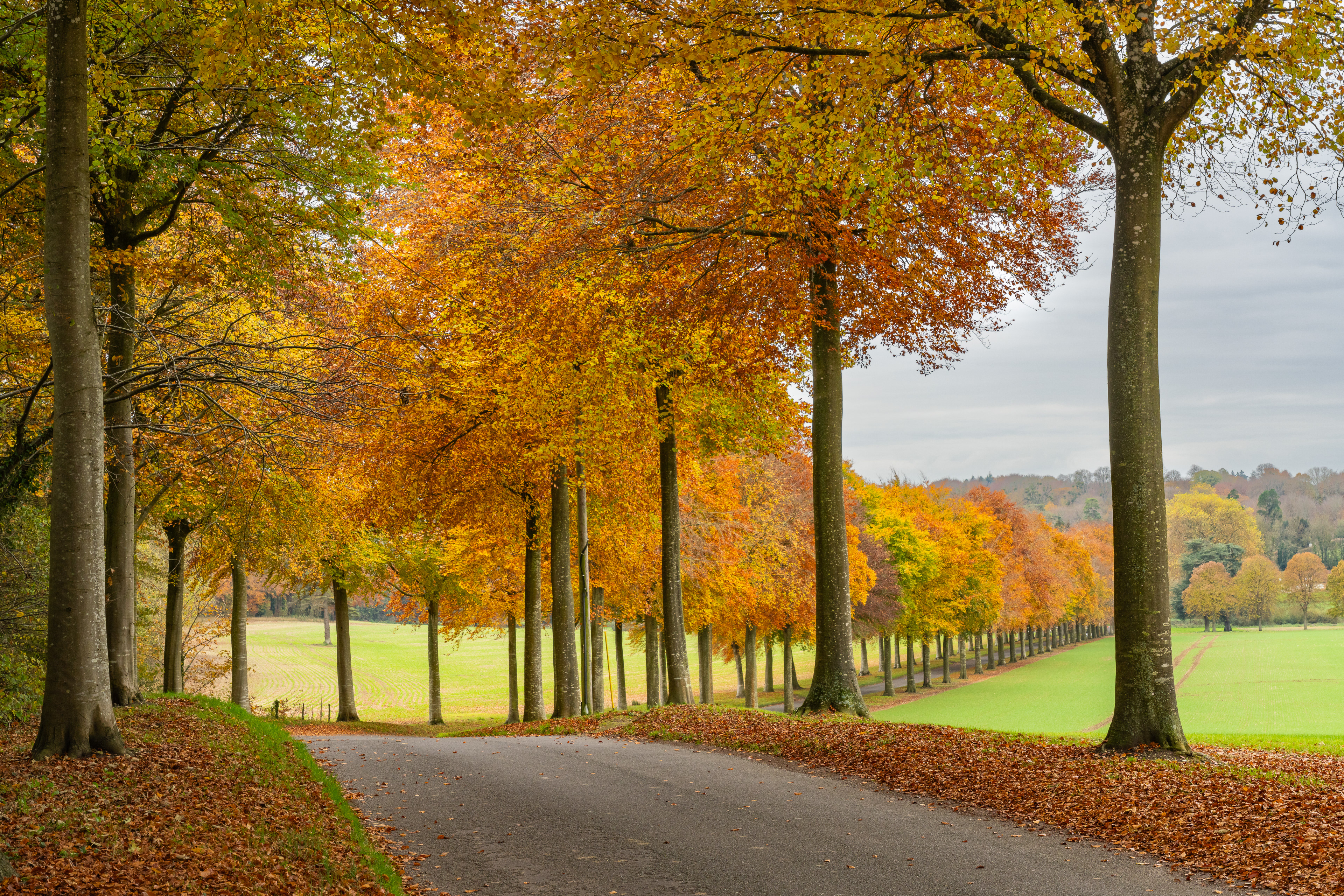 Autumn Colour - Moor Crichel, Dorset