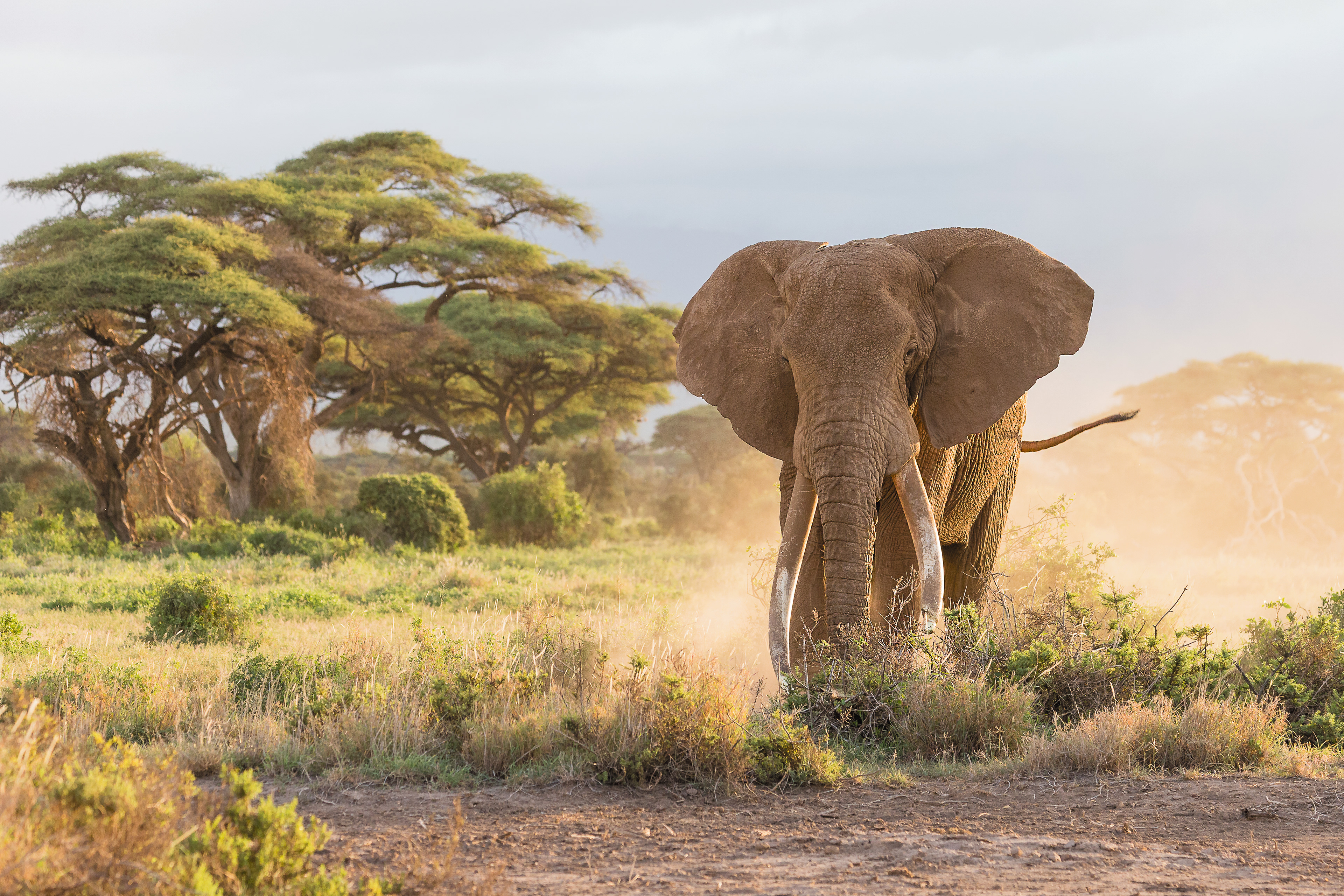 Big Tusker Craig - Amboseli, Kenya