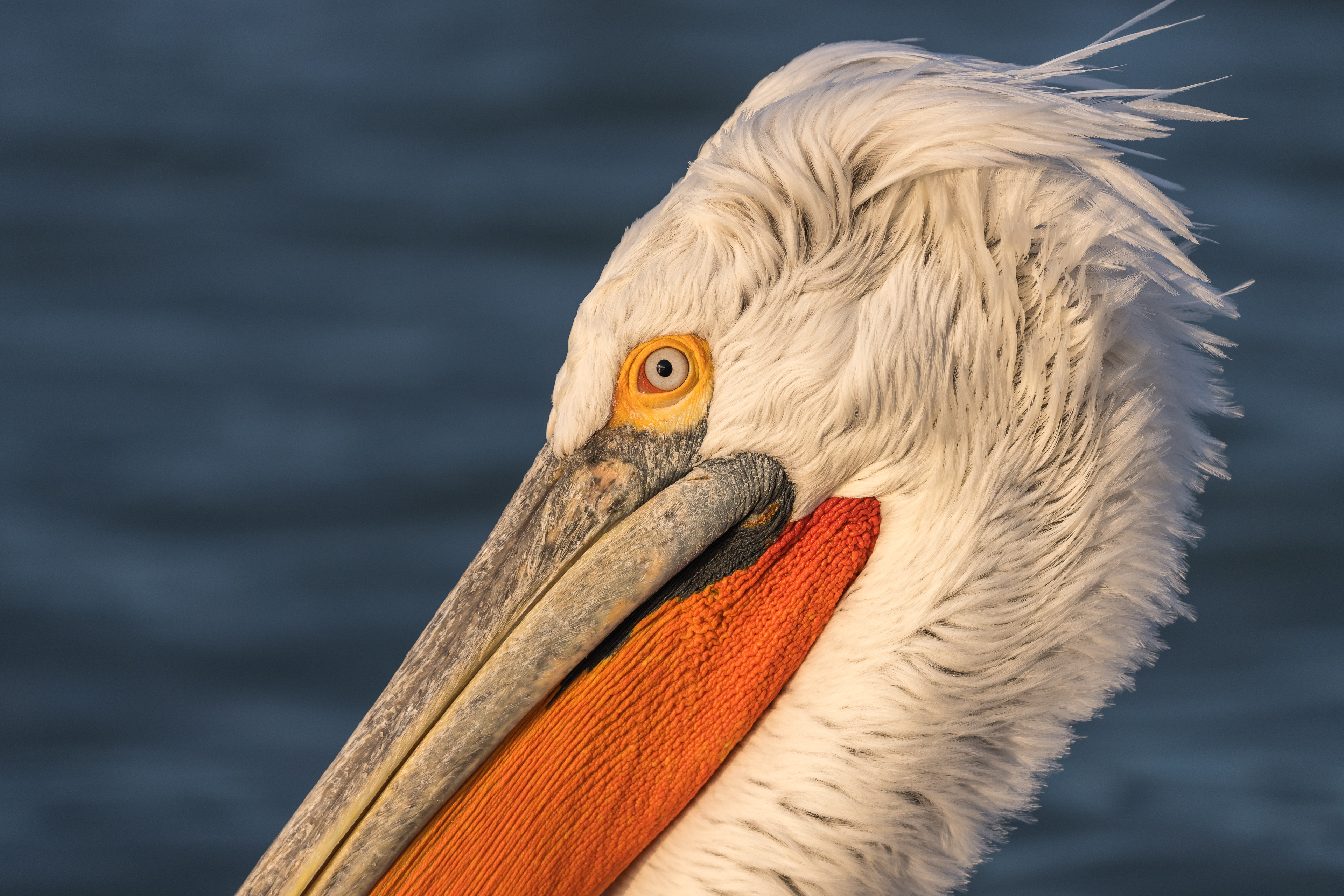 Dalmatian Pelican Portrait - Lake Kerkini, Greece