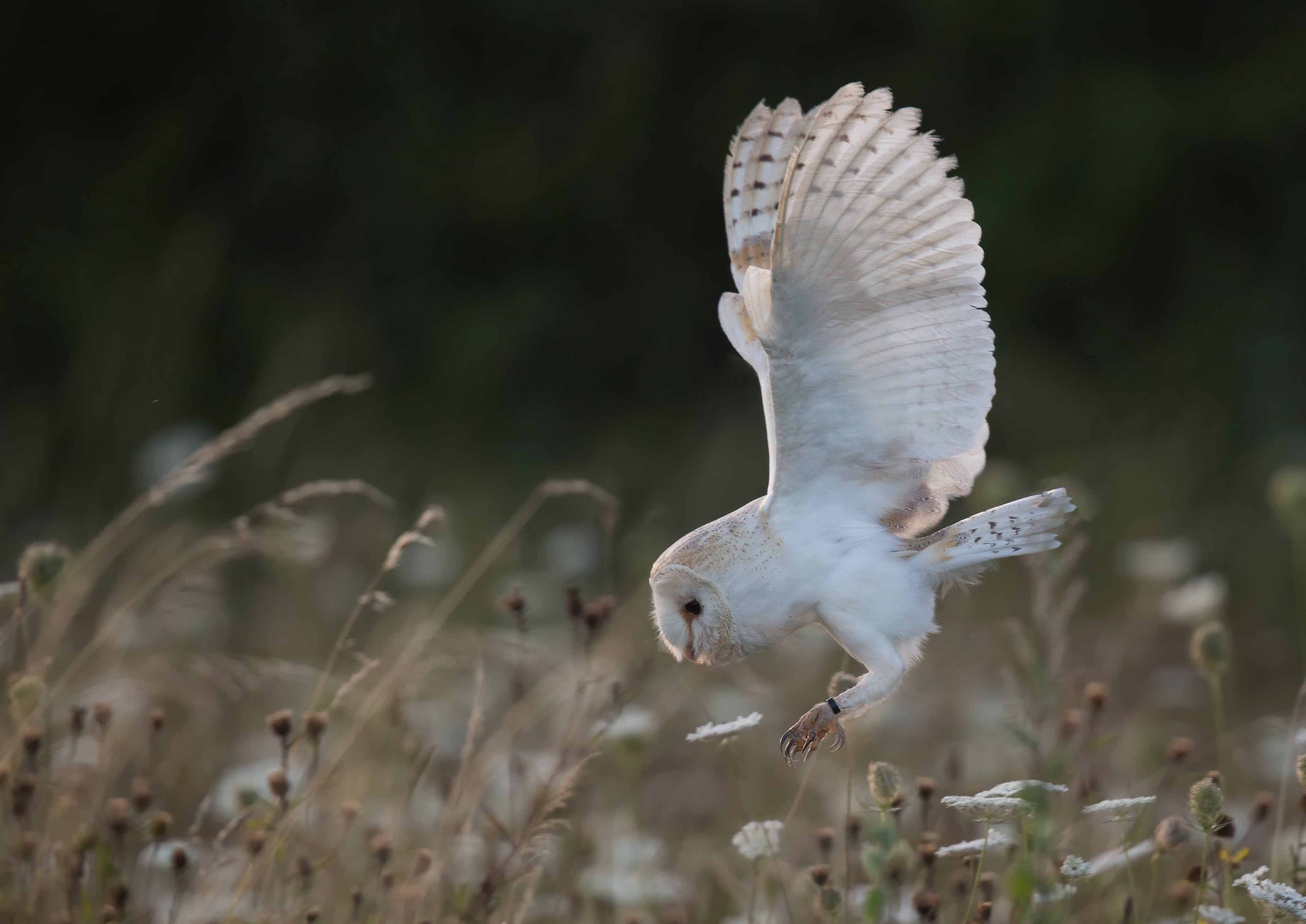 Barn Owl Hunting - Hampshire, UK