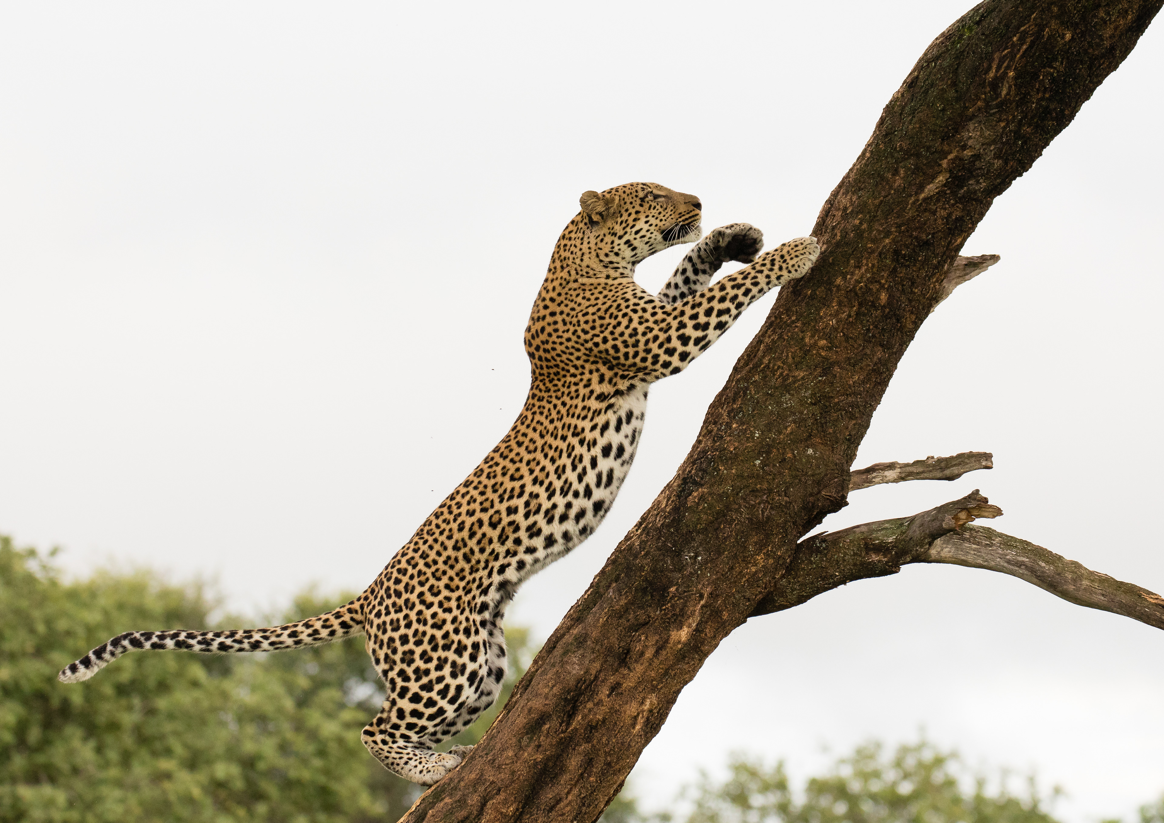 Leopard Climbing - Moremi, Botswana
