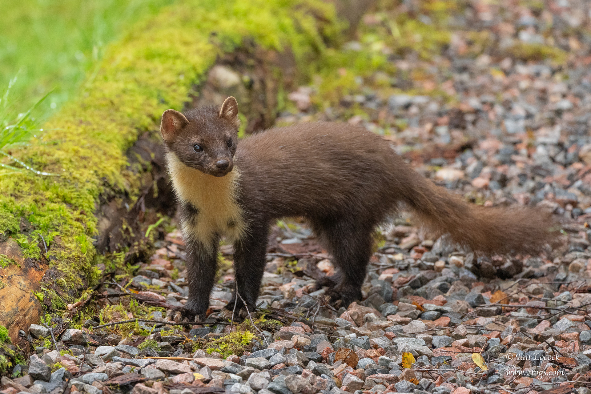 Pine Marten - Ardnamurchan, Scotland