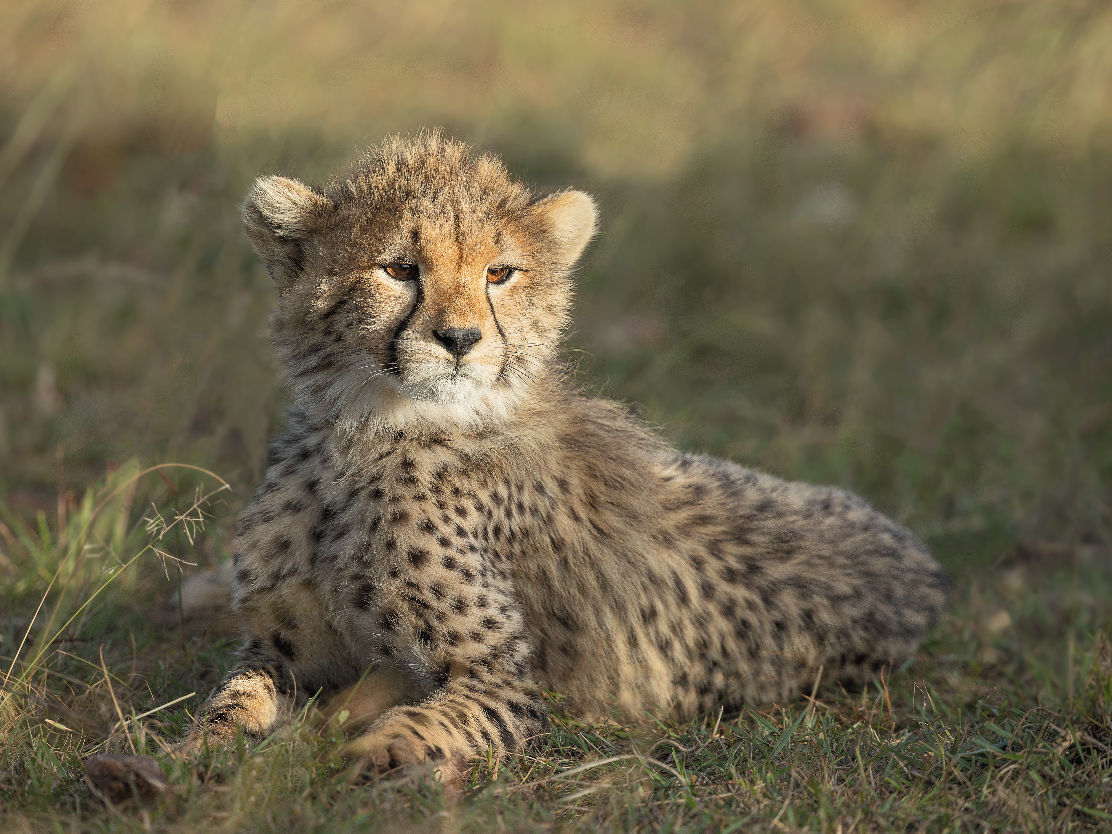 Cheetah Cub - Maasai Mara, Kenya