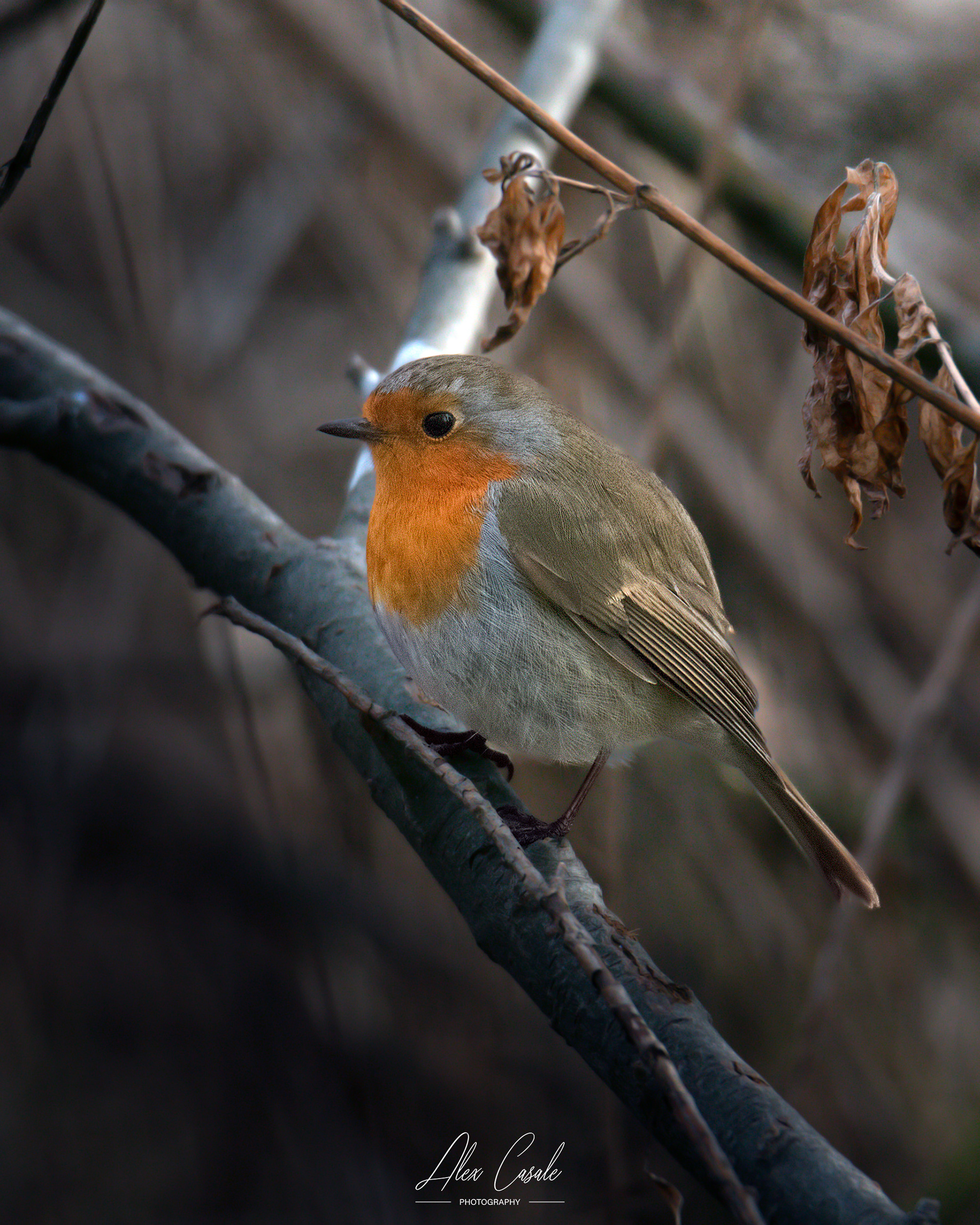 Pettirosso (Erithacus rubecula), un uccellino molto vivace