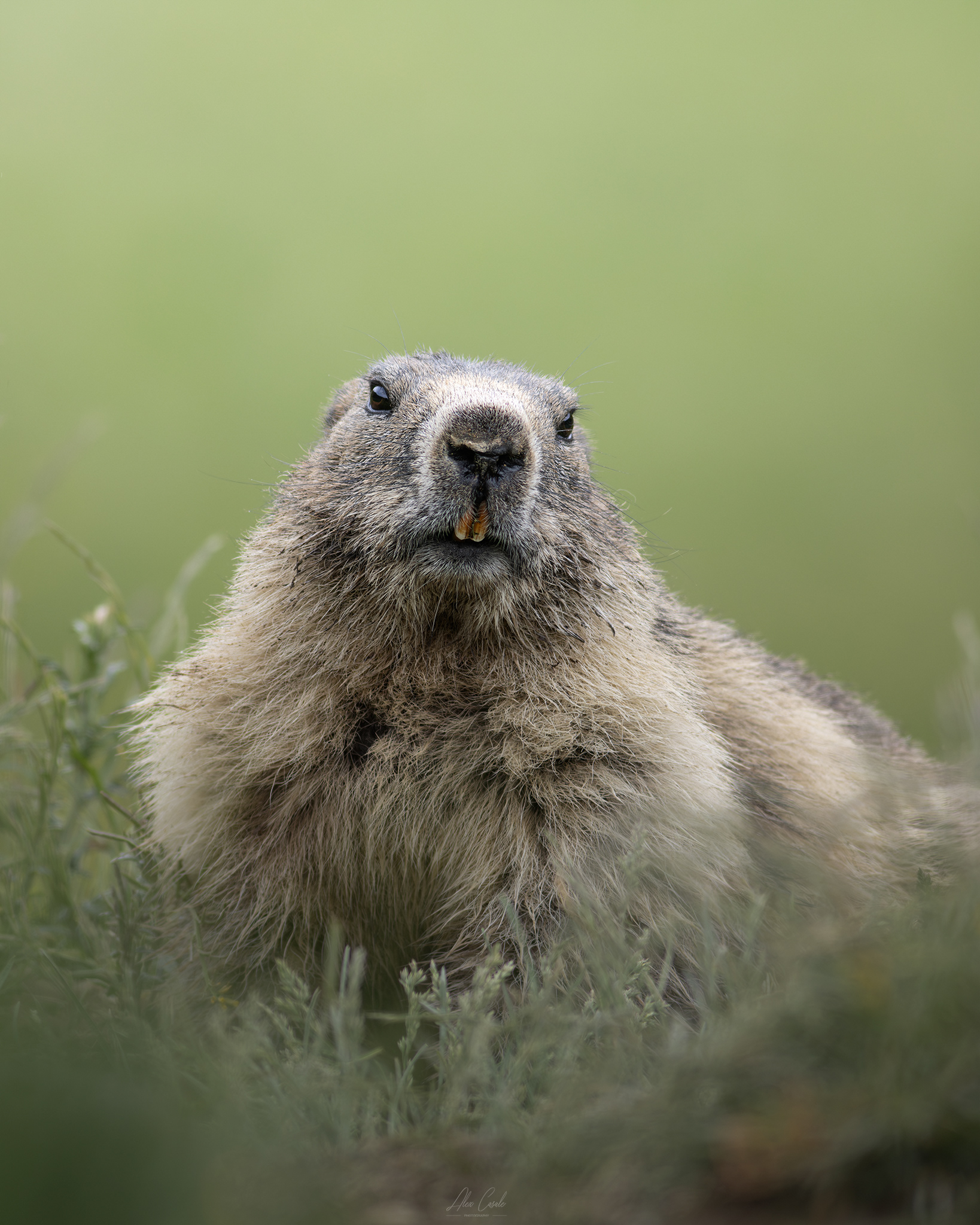 Marmotta