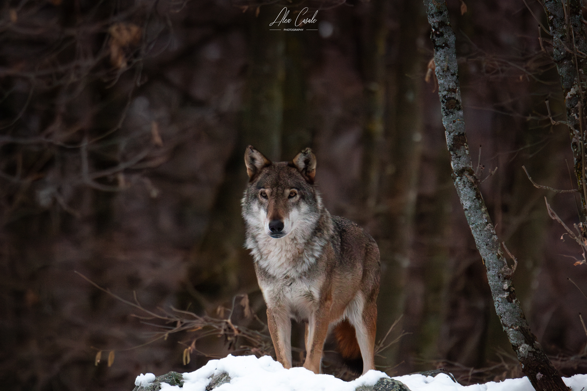 Il lupo Alpha del branco, foto scattata al centro Uomini e Lupi di Entracque (CN)